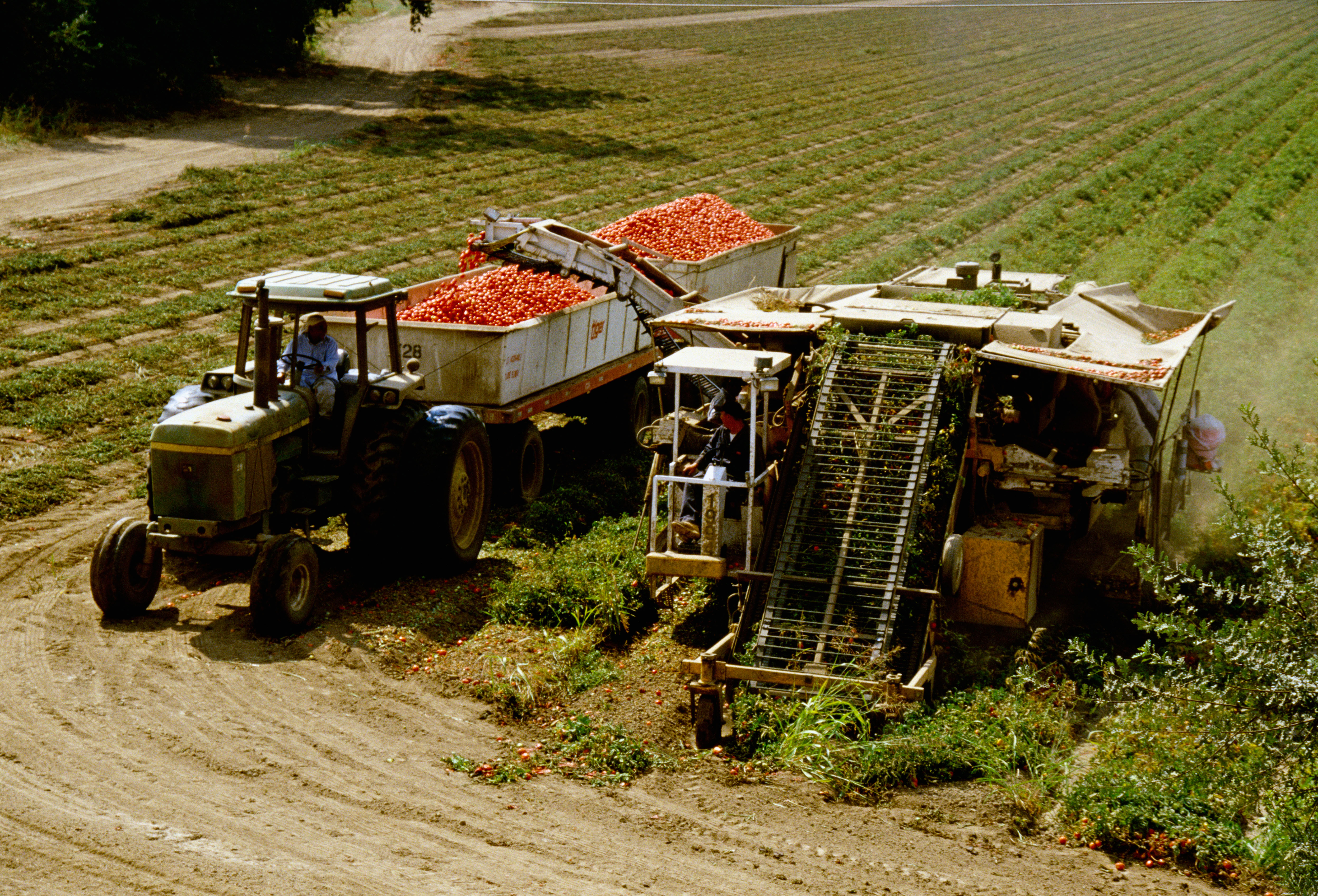 Vegetable farming