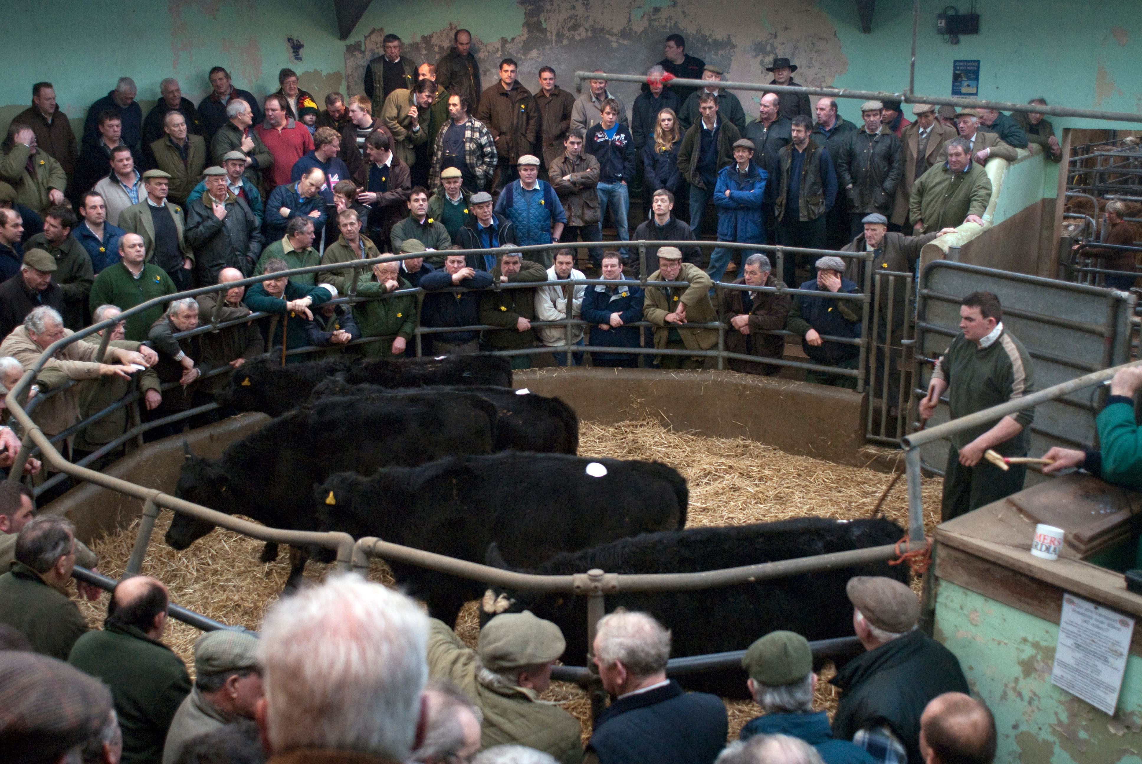 Cattle auction