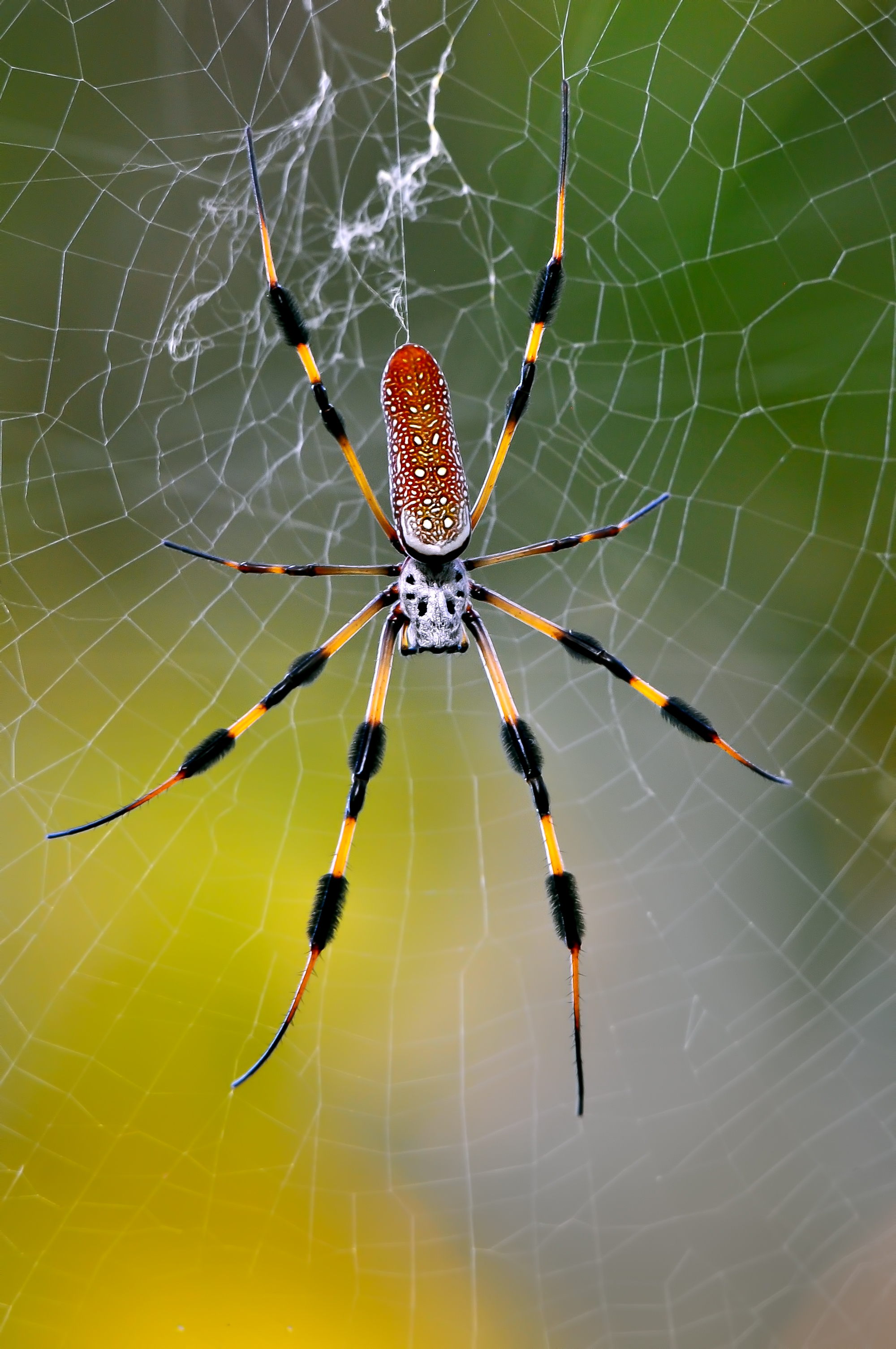 Banana spider