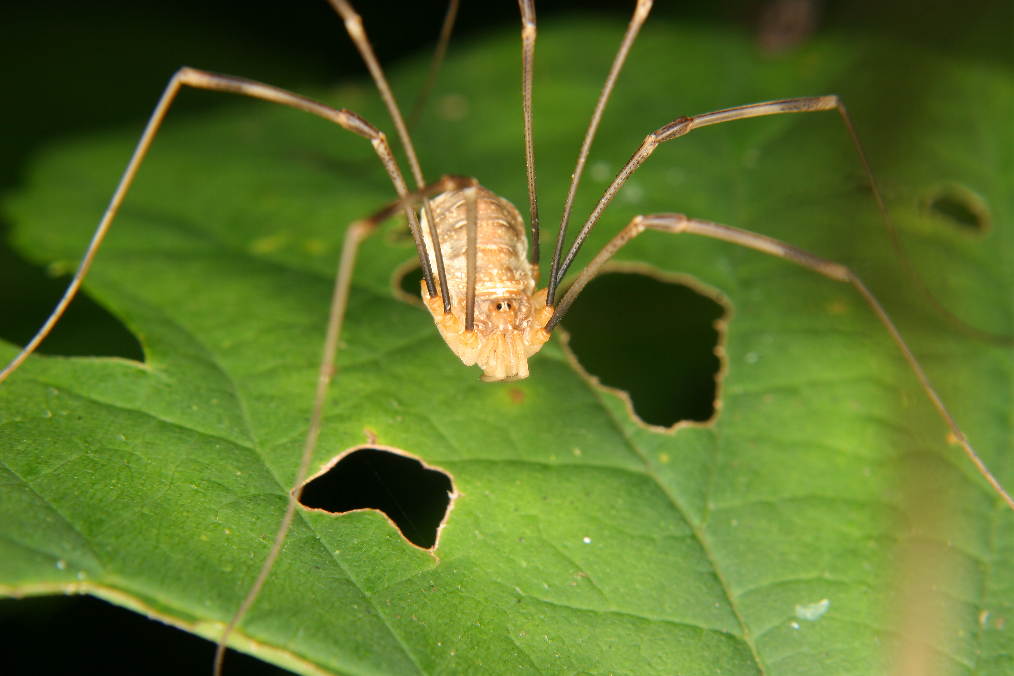 Daddy longlegs on a leaf