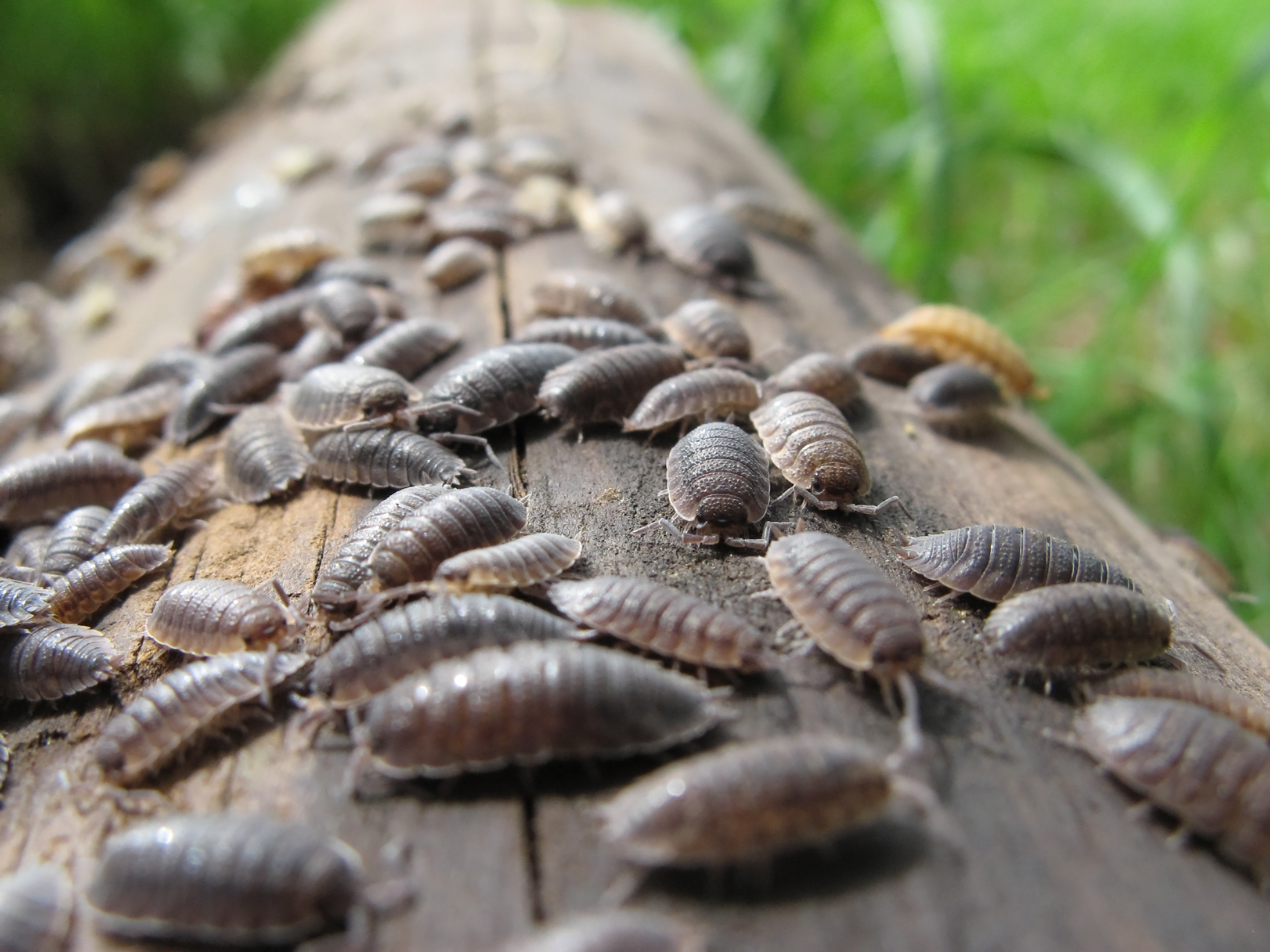 Wood lice on a log