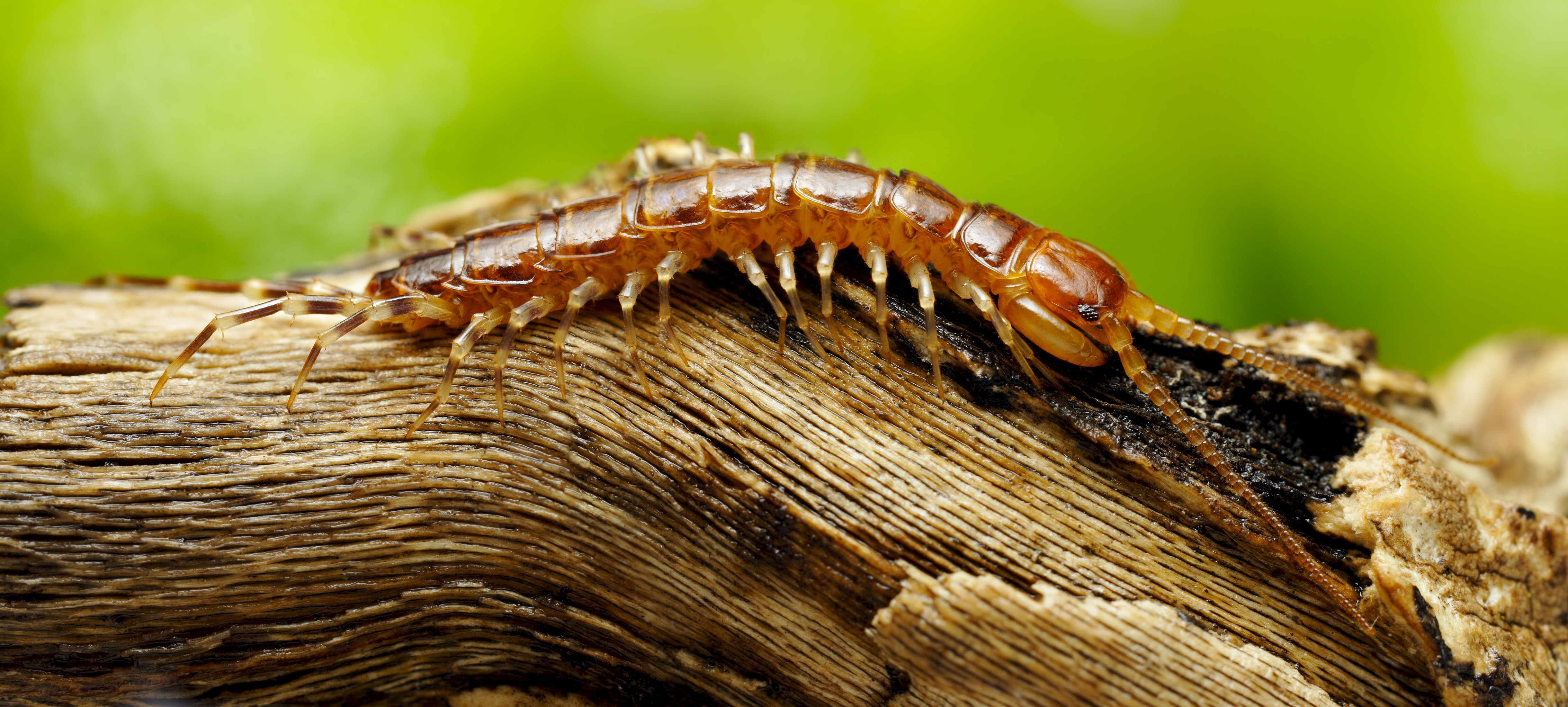 Centipede