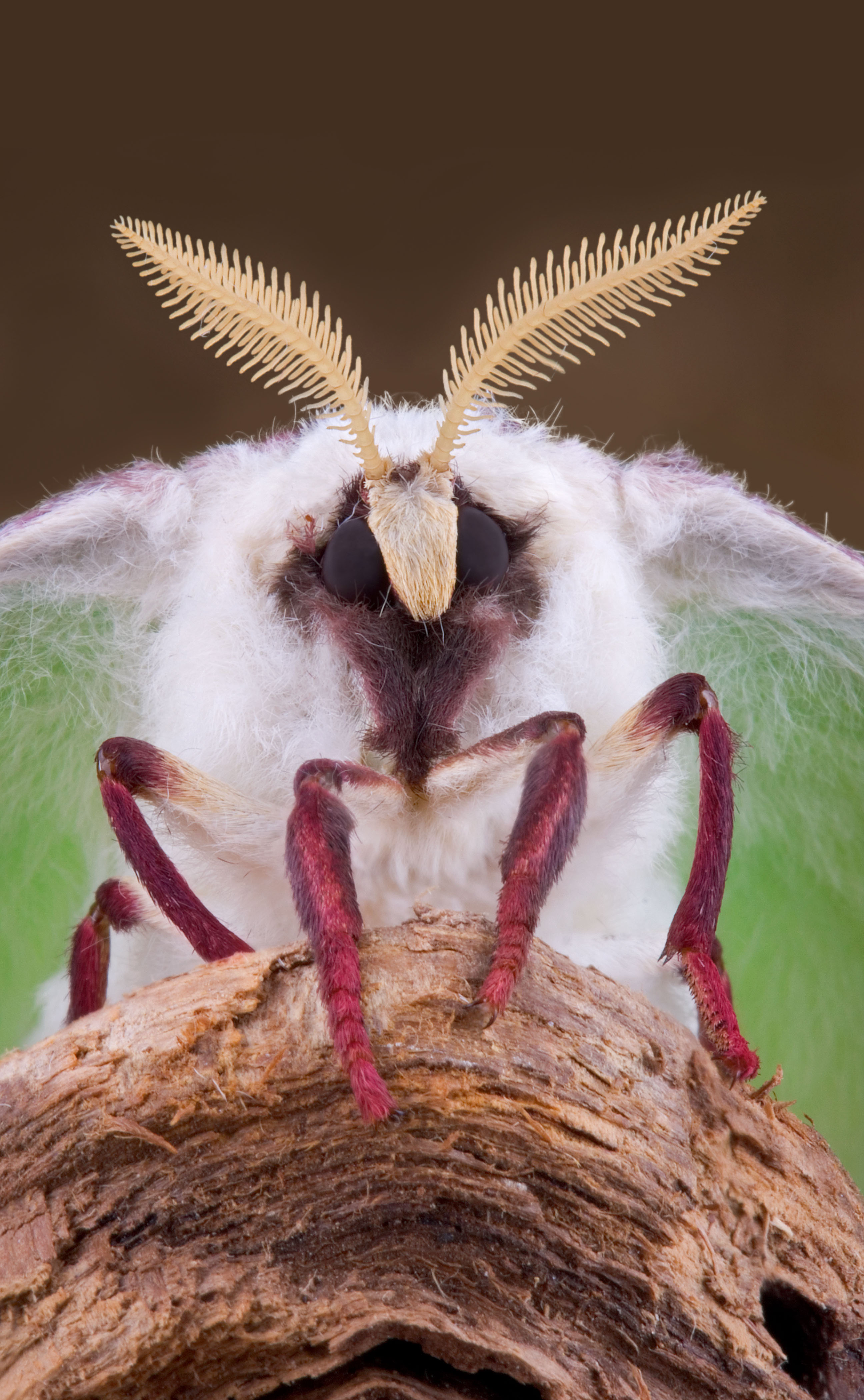 Moth antennae