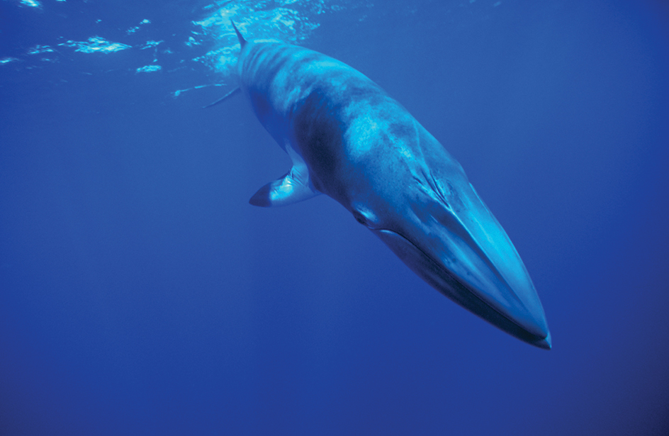 Minke whale