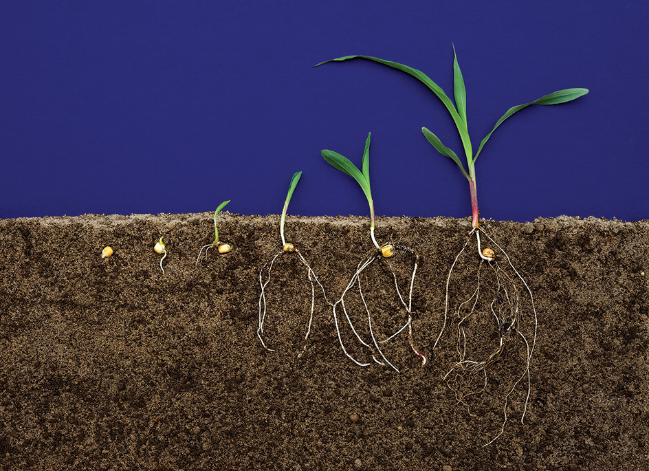 How seeds sprout