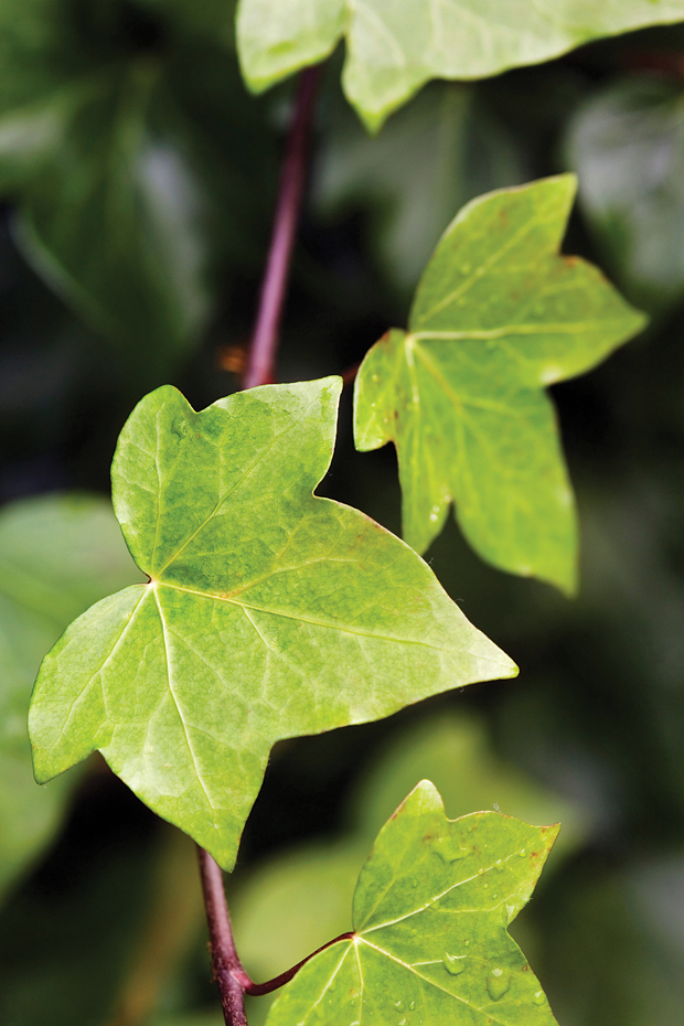 Algerian ivy