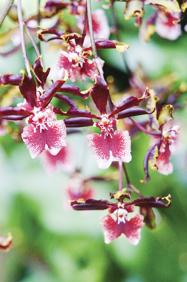 Dendrobium orchid