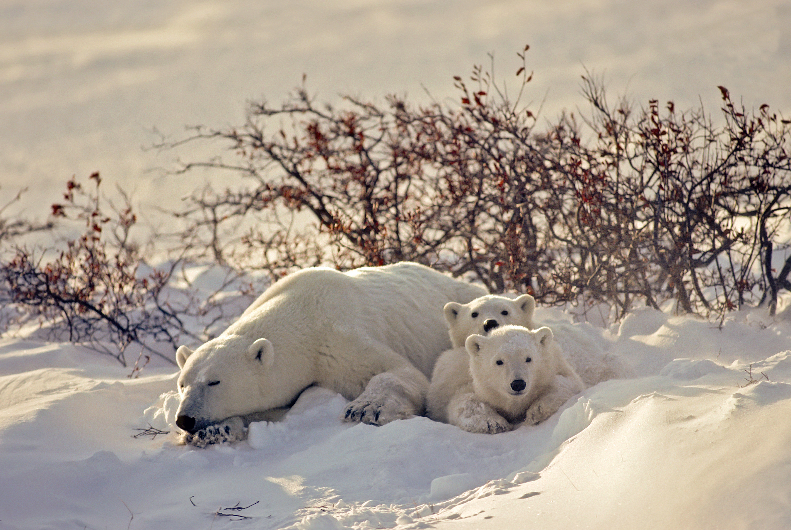 Polar bear and cubs