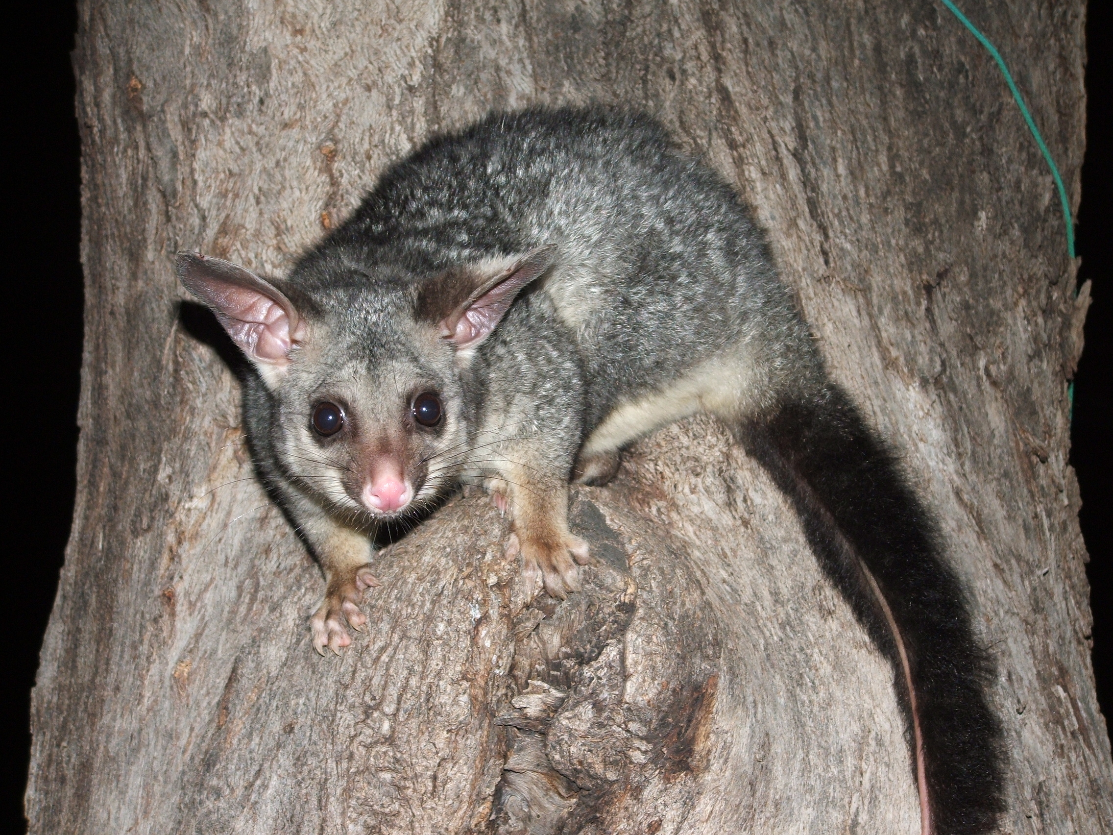 Brush-tailed possum