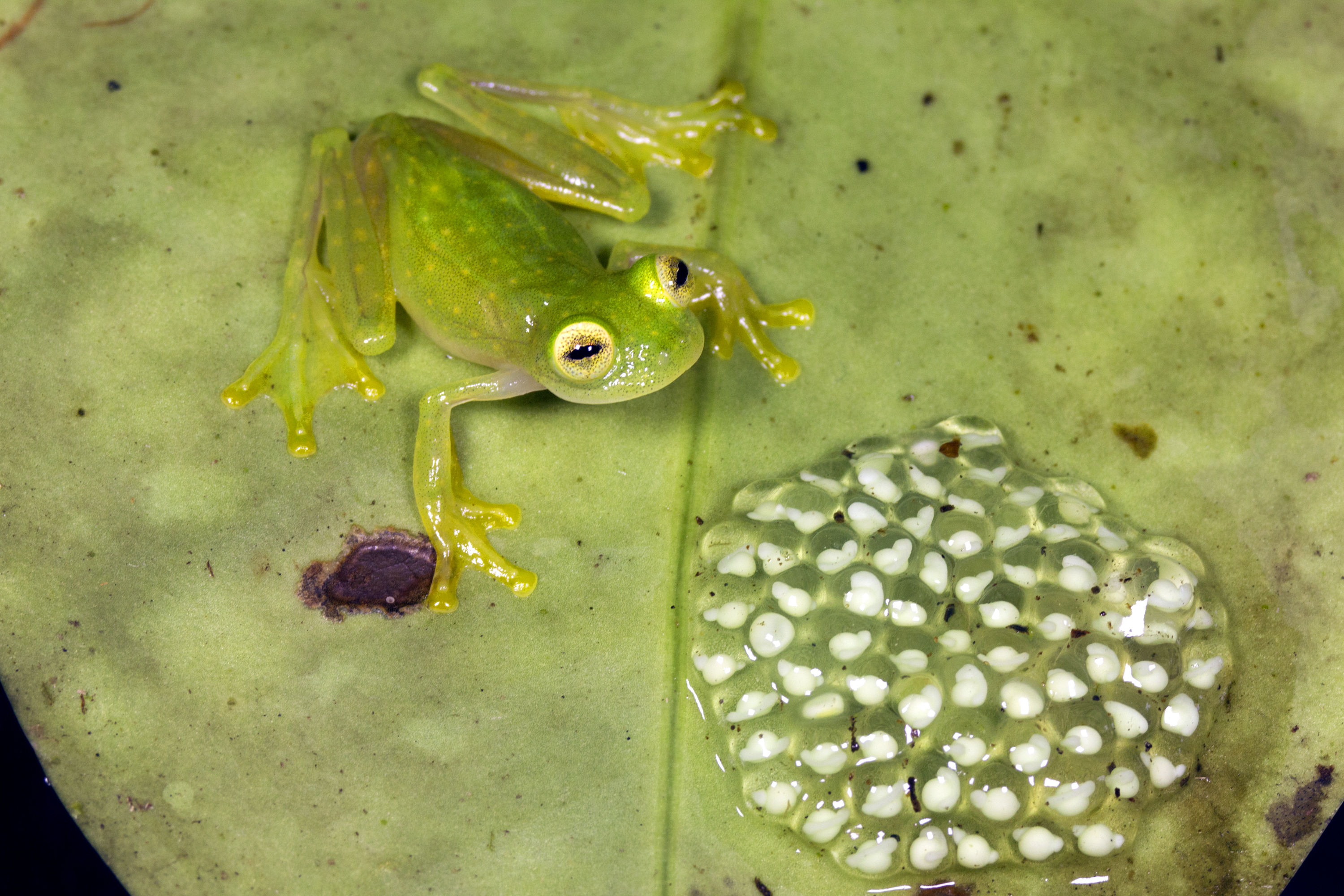 Male glass frog guarding eggs