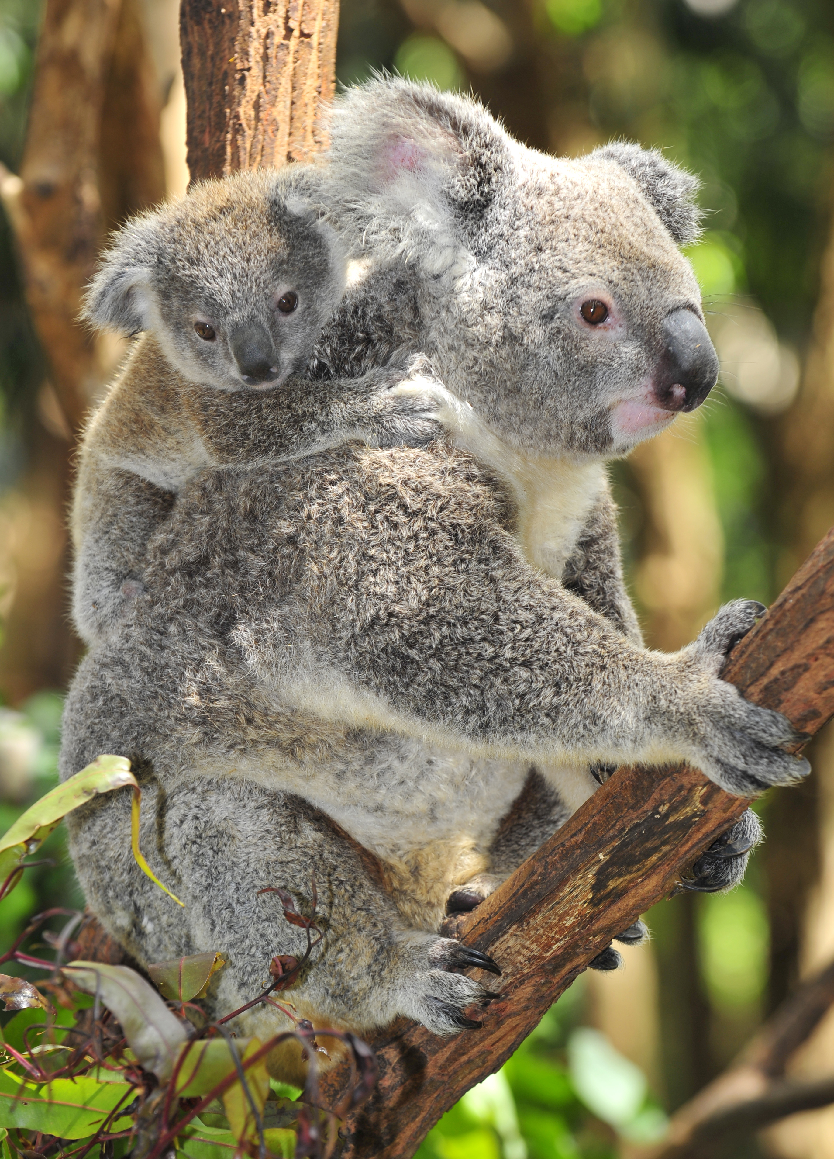 Koala mother and joey