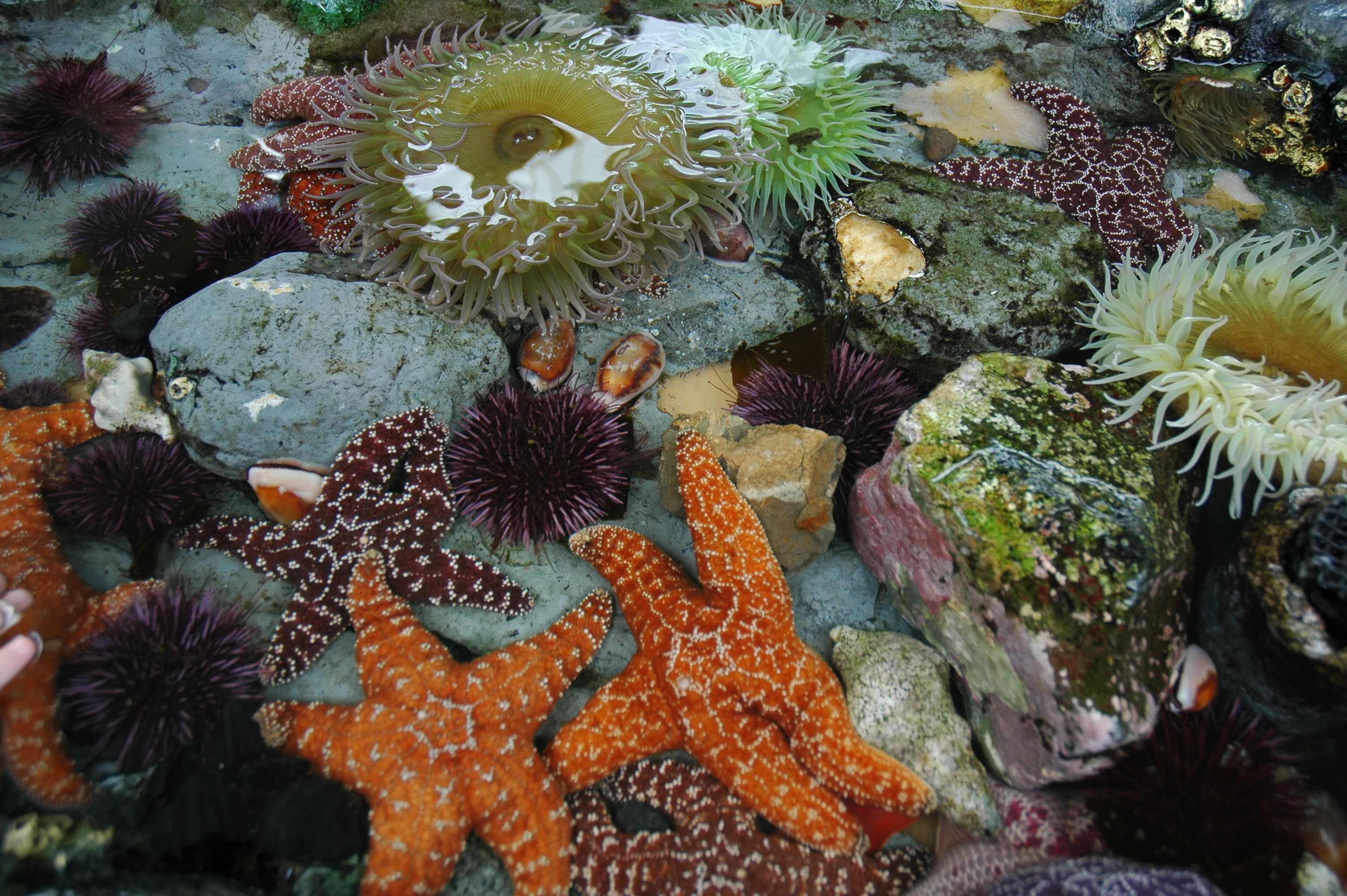 Animals in a tide pool