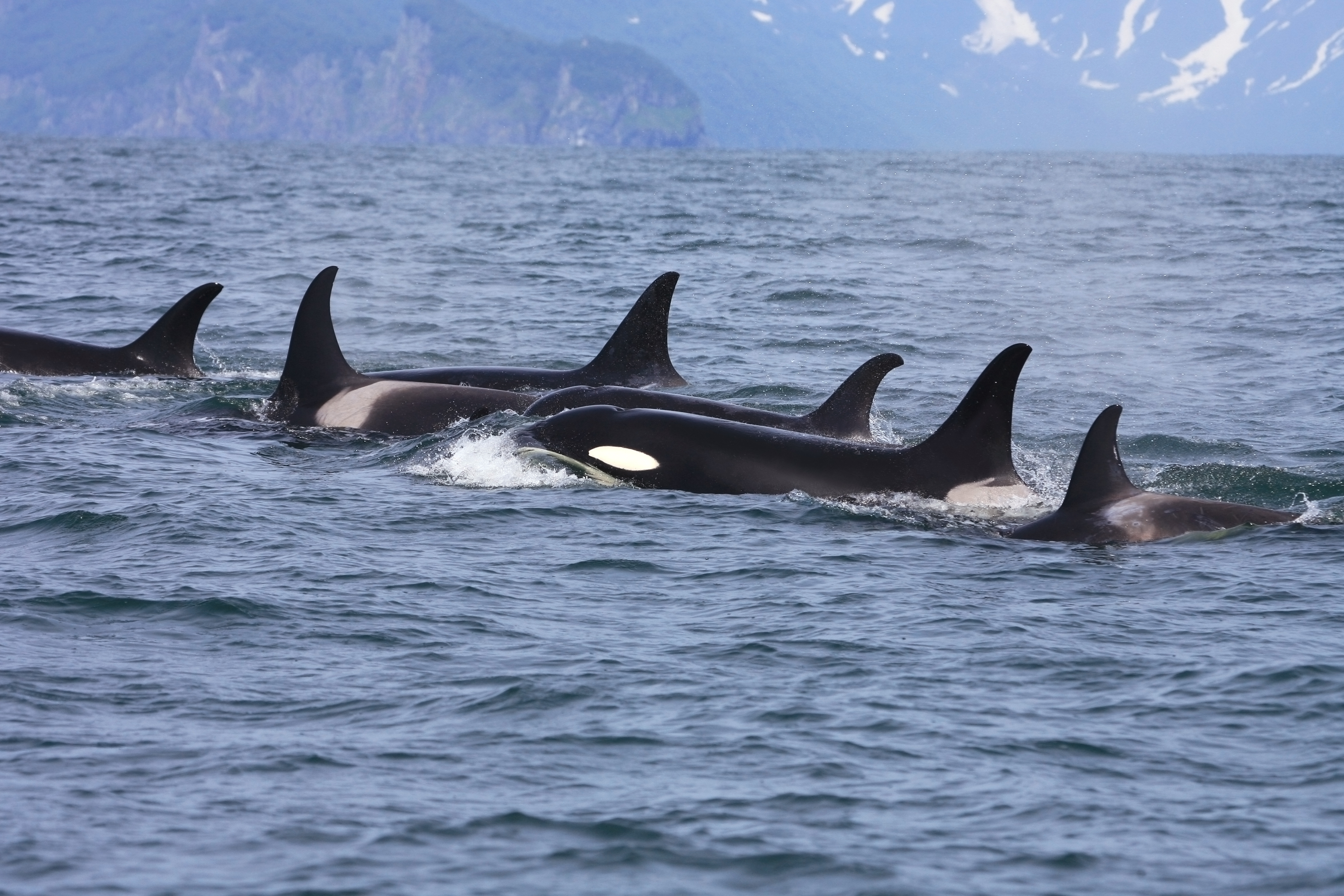 Killer whale pod