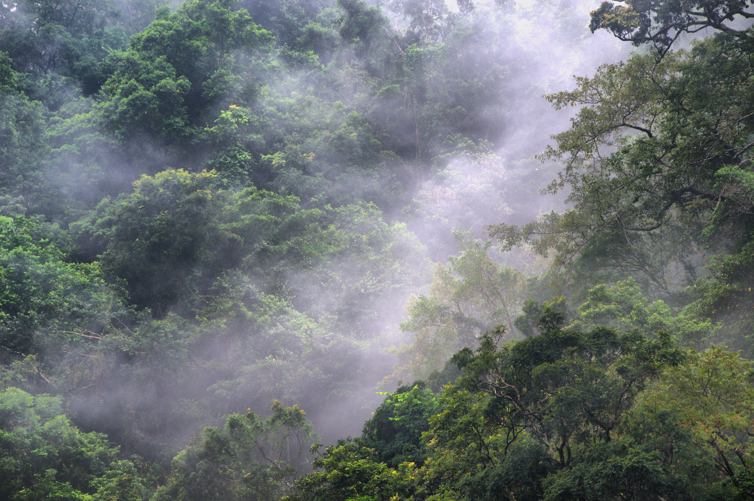 Rain forest canopy