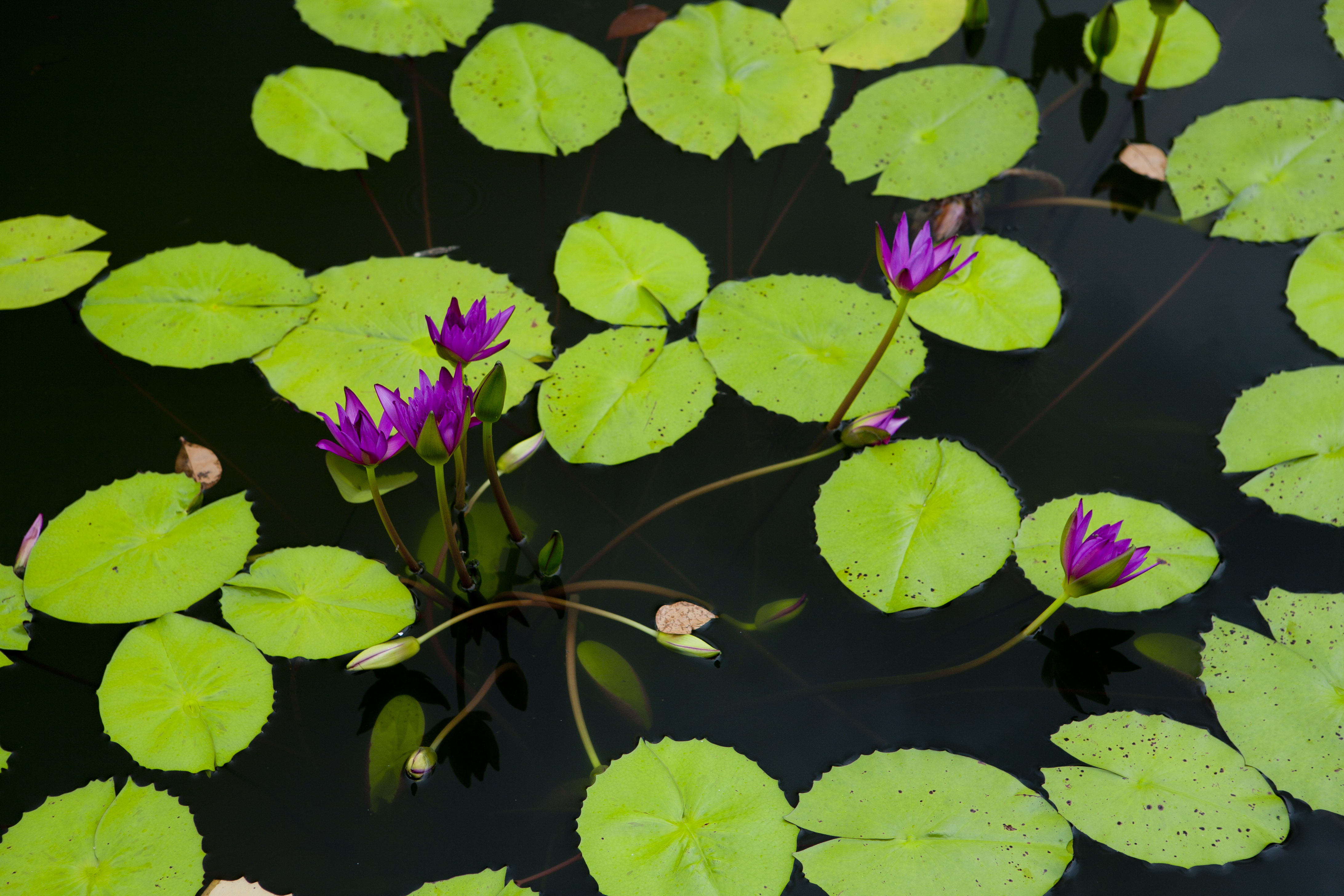 Purple water lilies