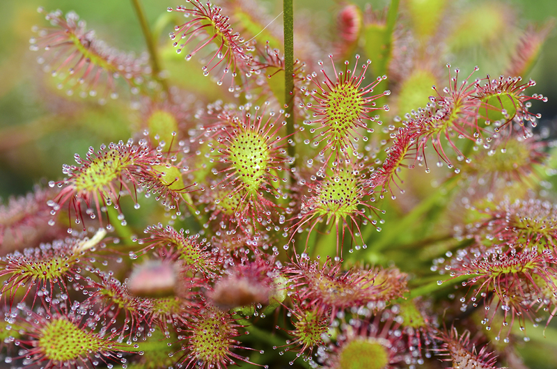 Sundew 