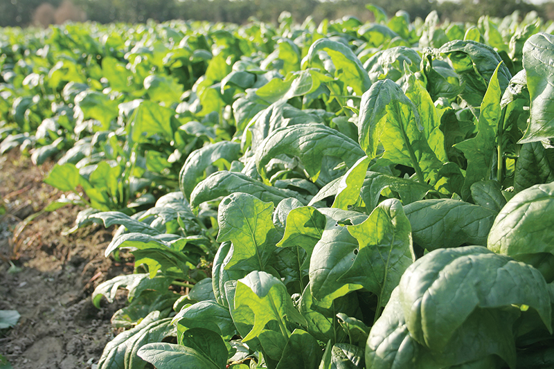 Spinach growing on a farm