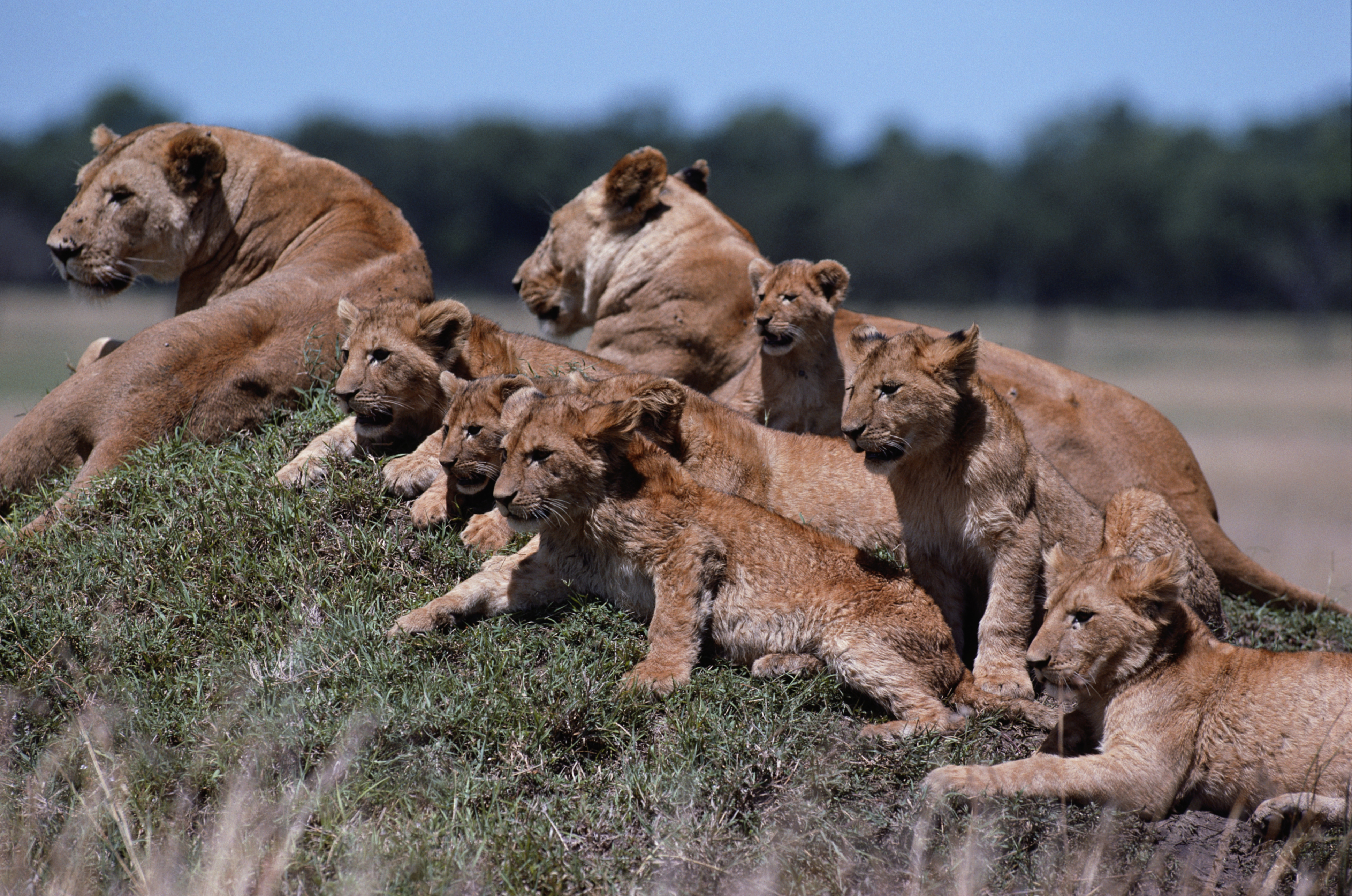 Lionesses with cubs