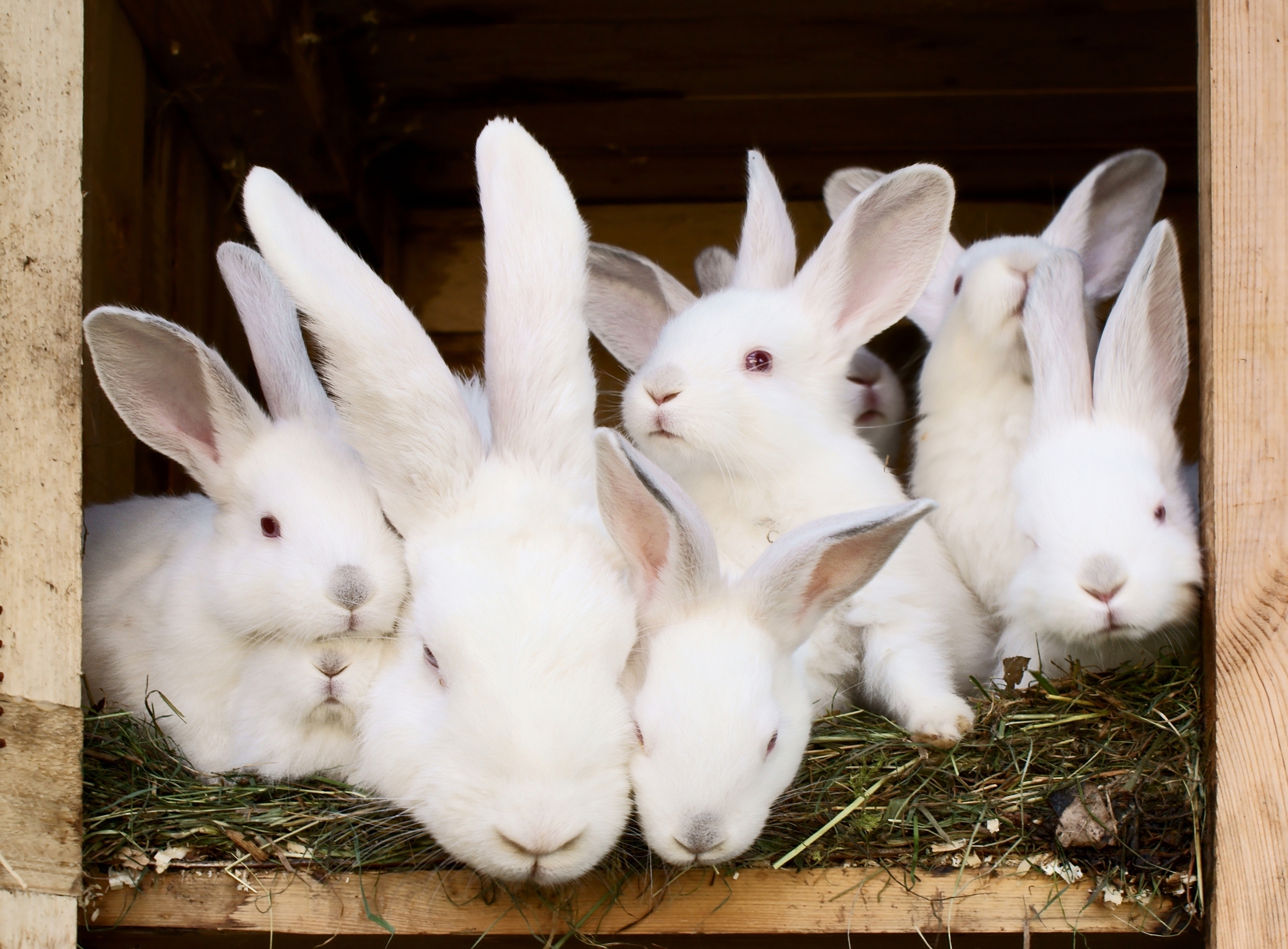 White rabbit mother and young