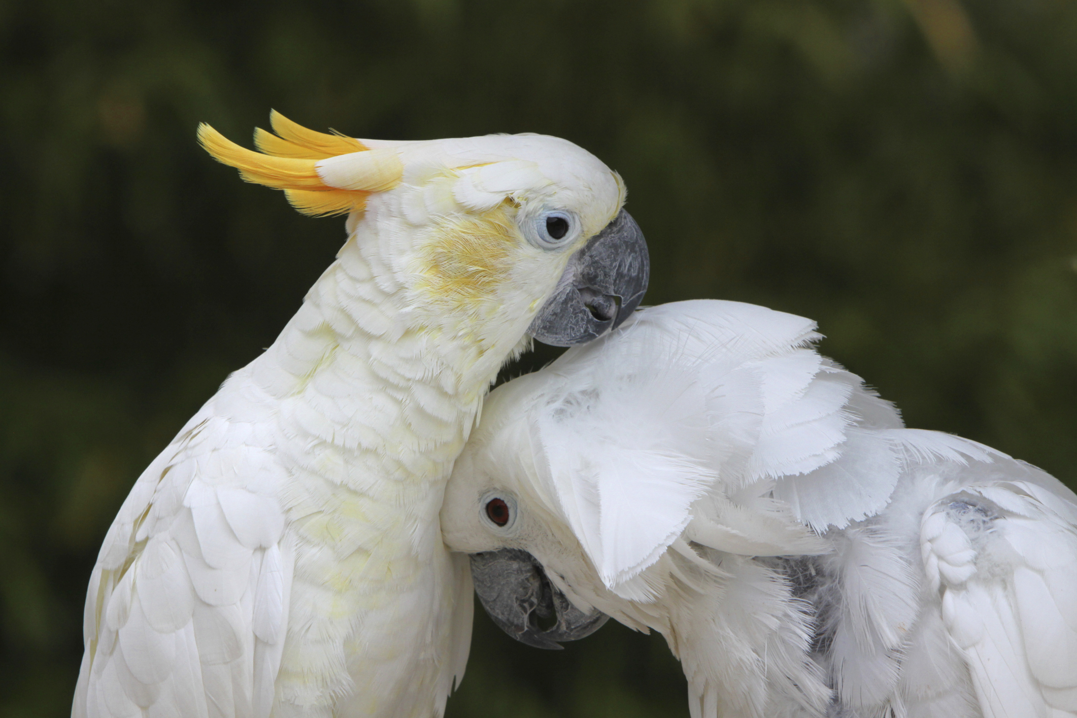 Cockatoo pair