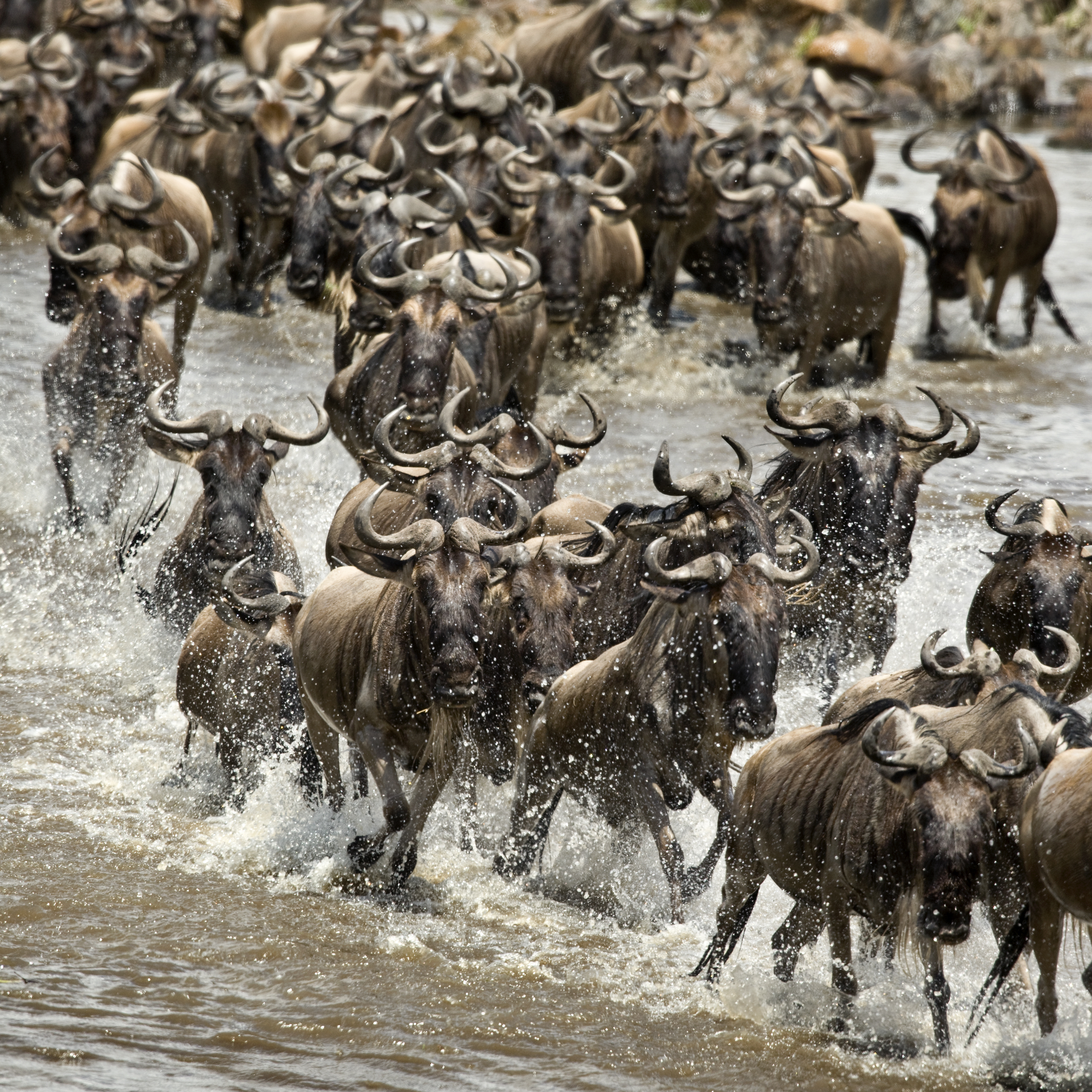 Wildebeest crossing a river