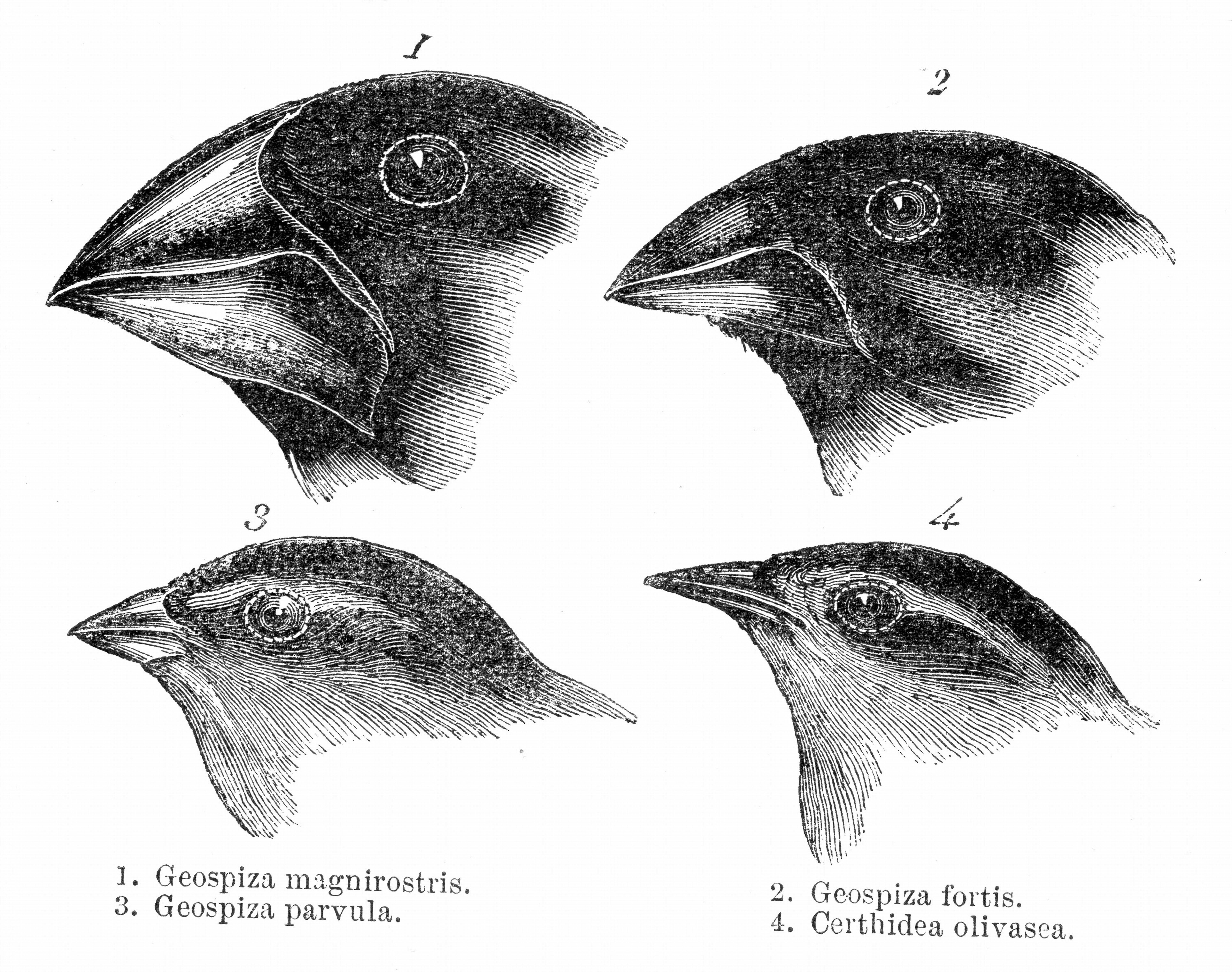 Beak adaptations observed by Charles Darwin