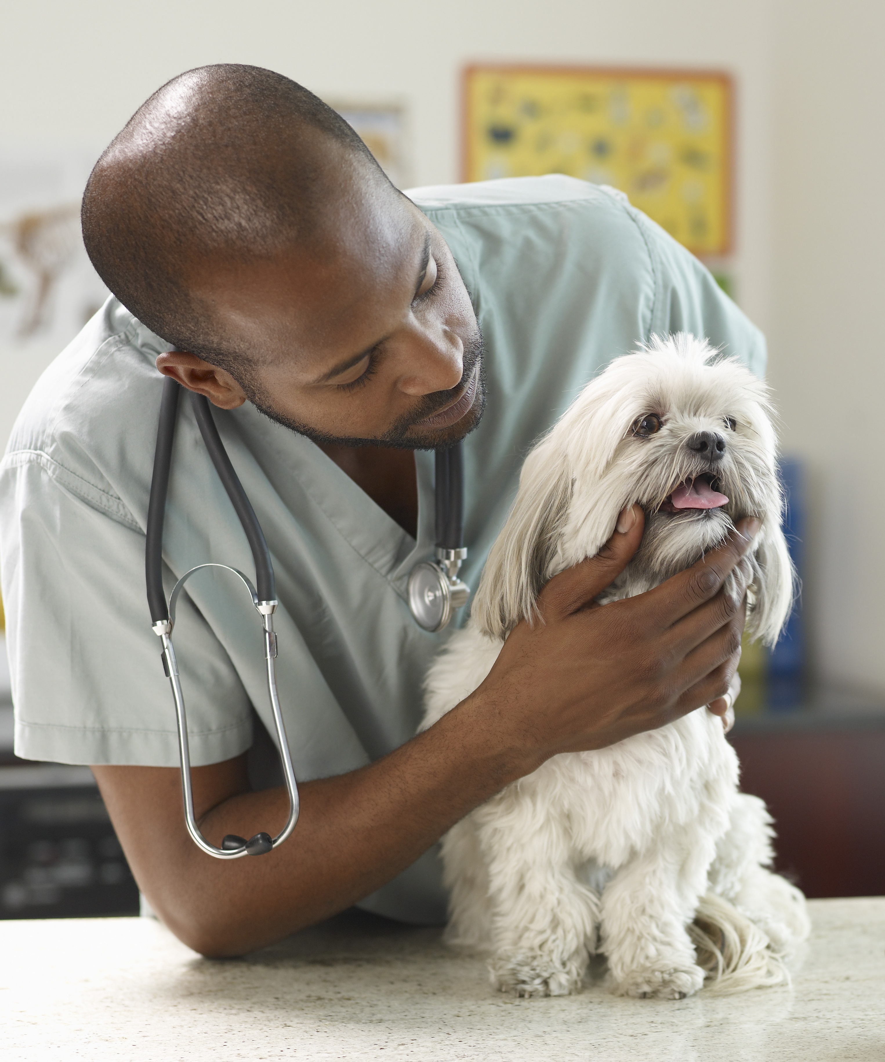 Veterinarian examining a dog