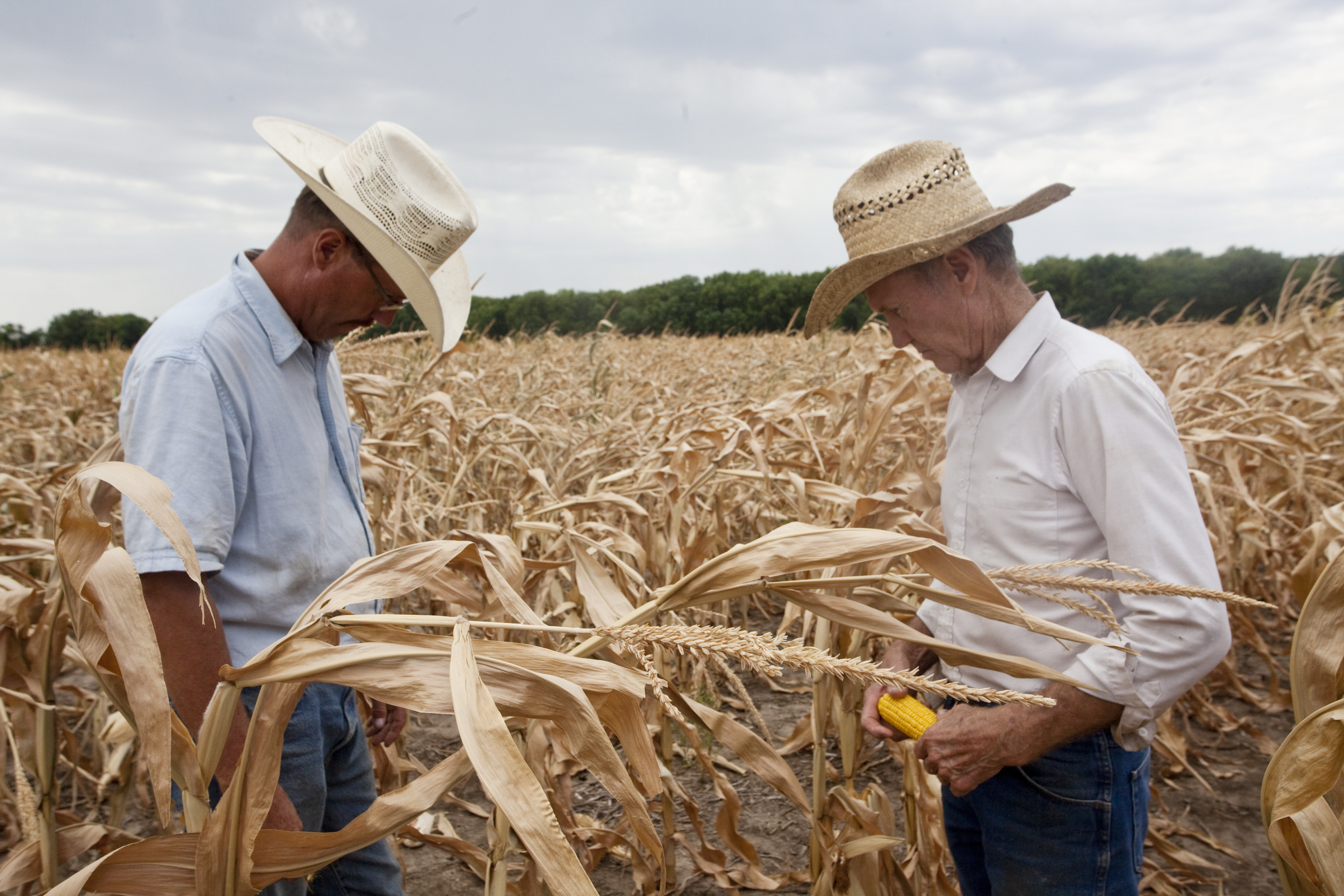 Drought kills crops