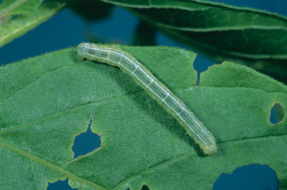 Cankerworm