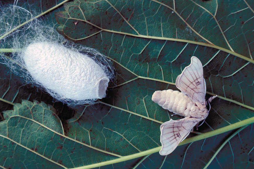 Silkmoth emerging from a cocoon