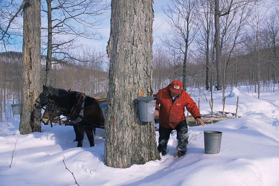 Gathering maple sap in Vermont