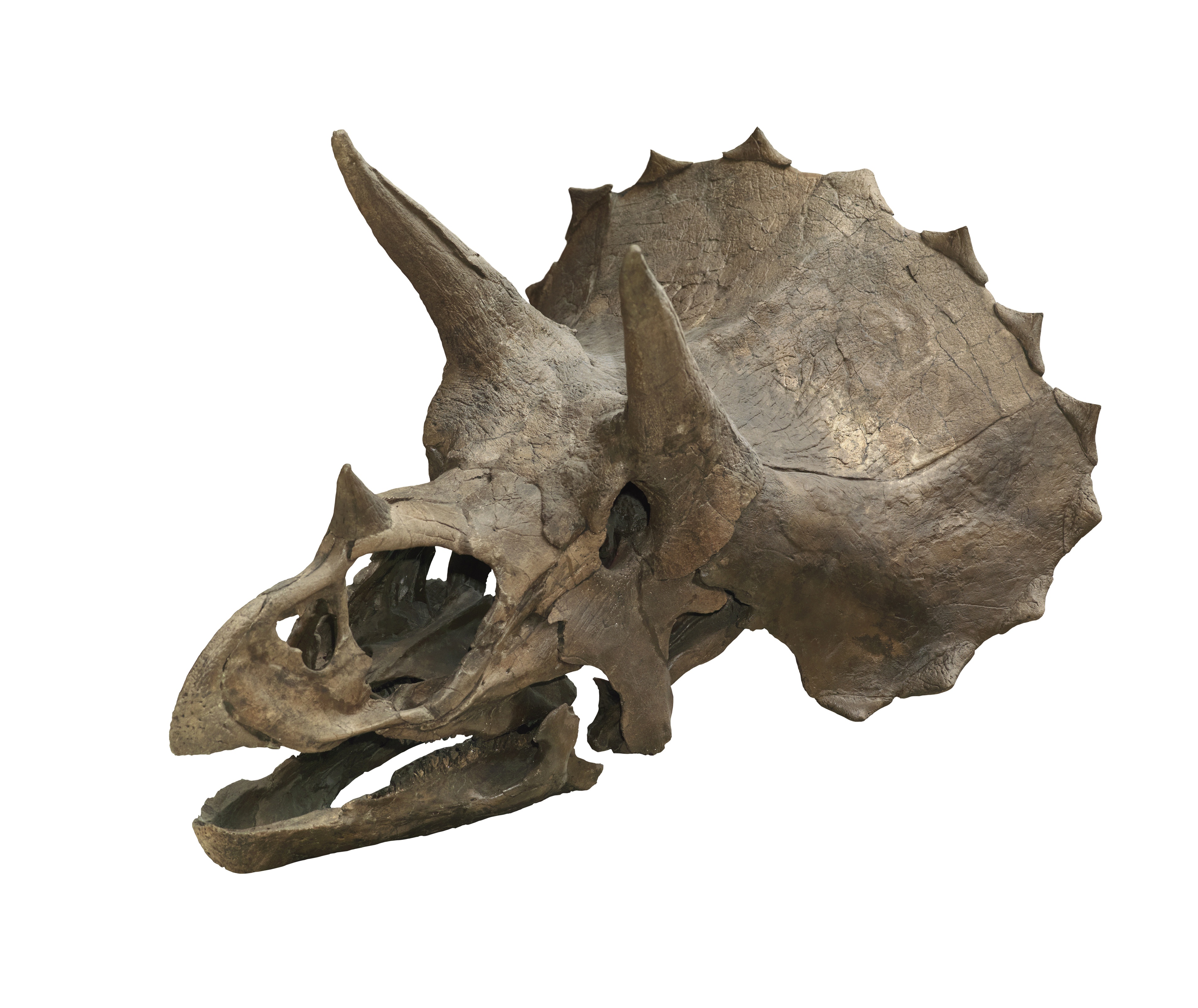 Triceratops fossil skull