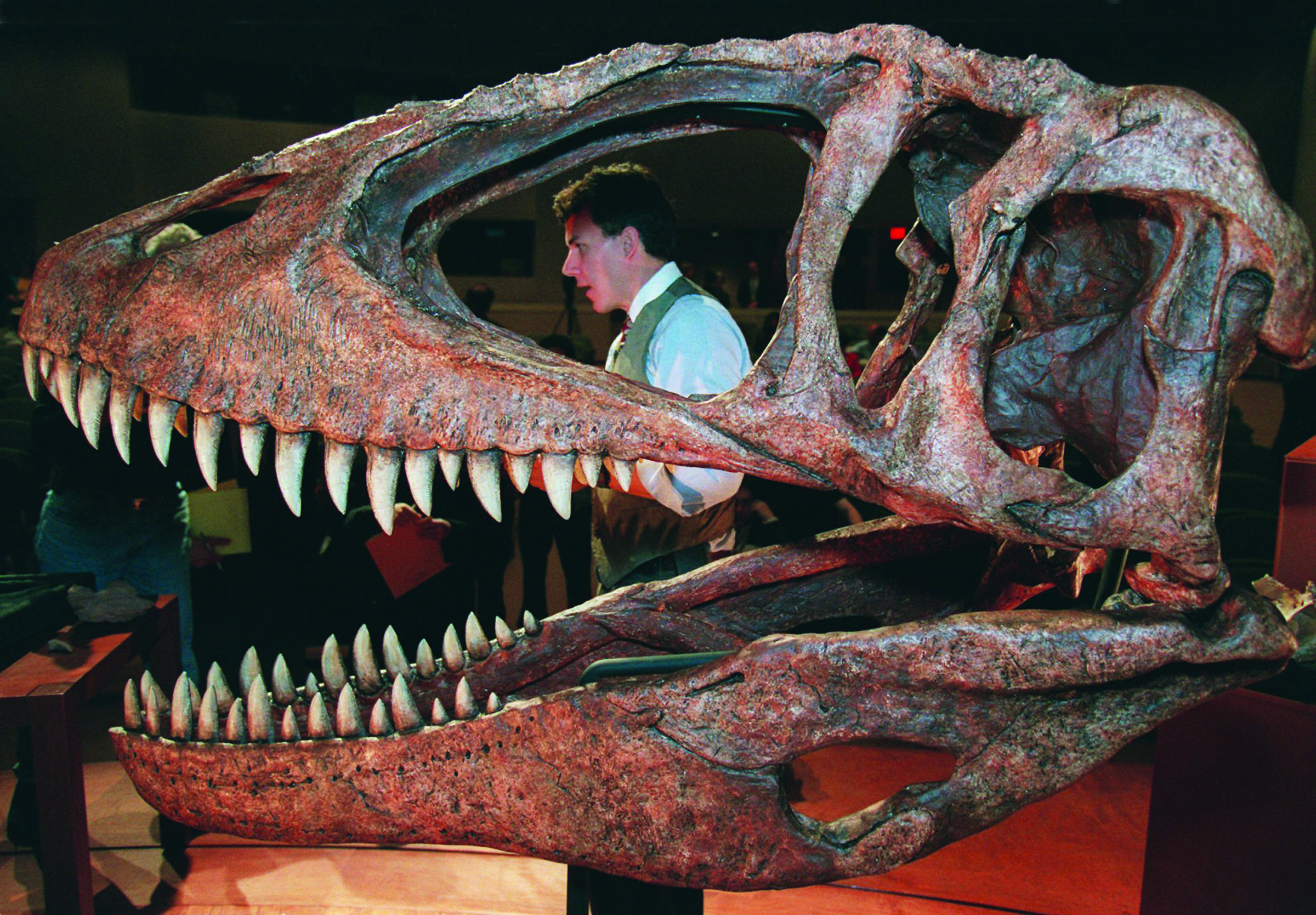 Carcharodontosaurus skull