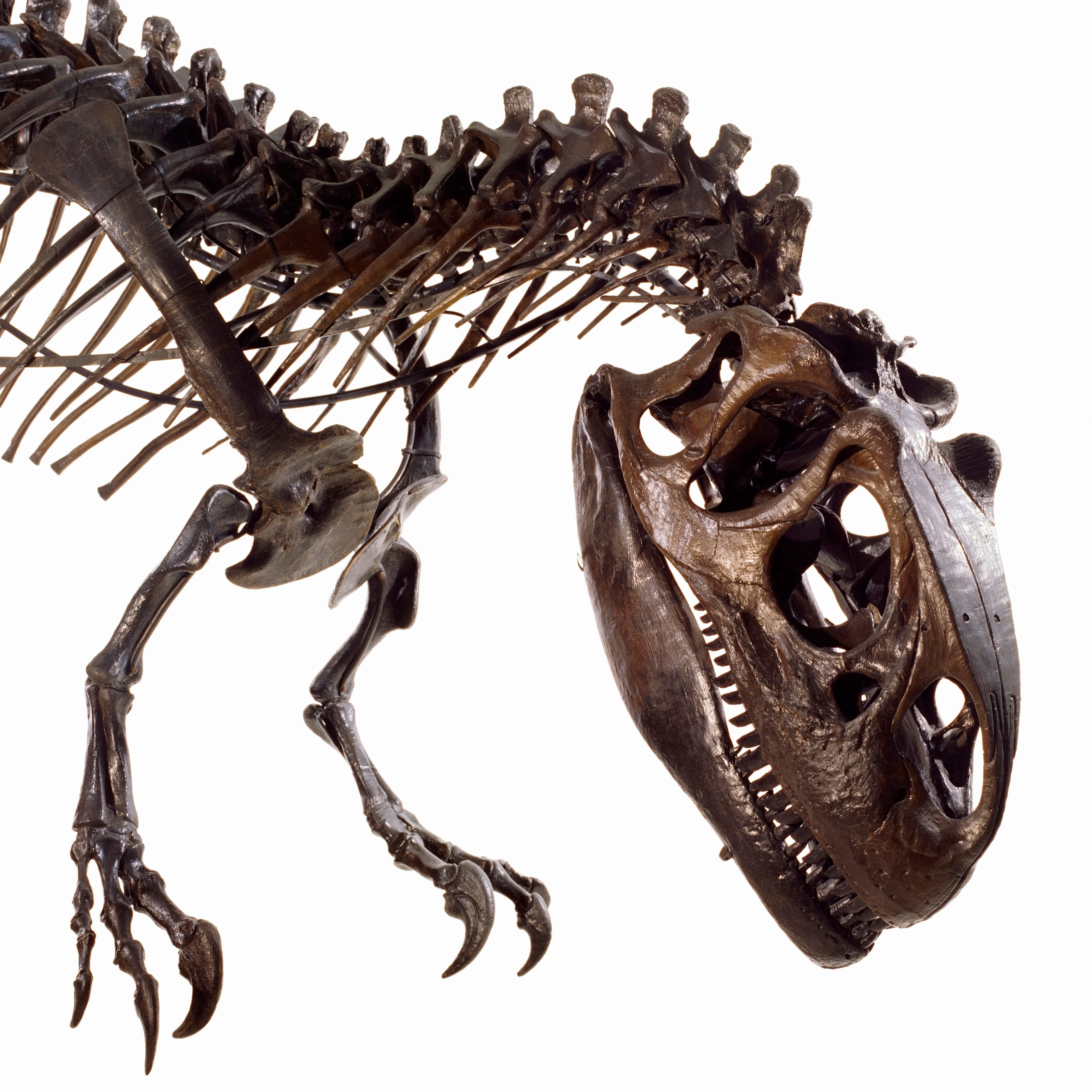 Allosaurus skeleton