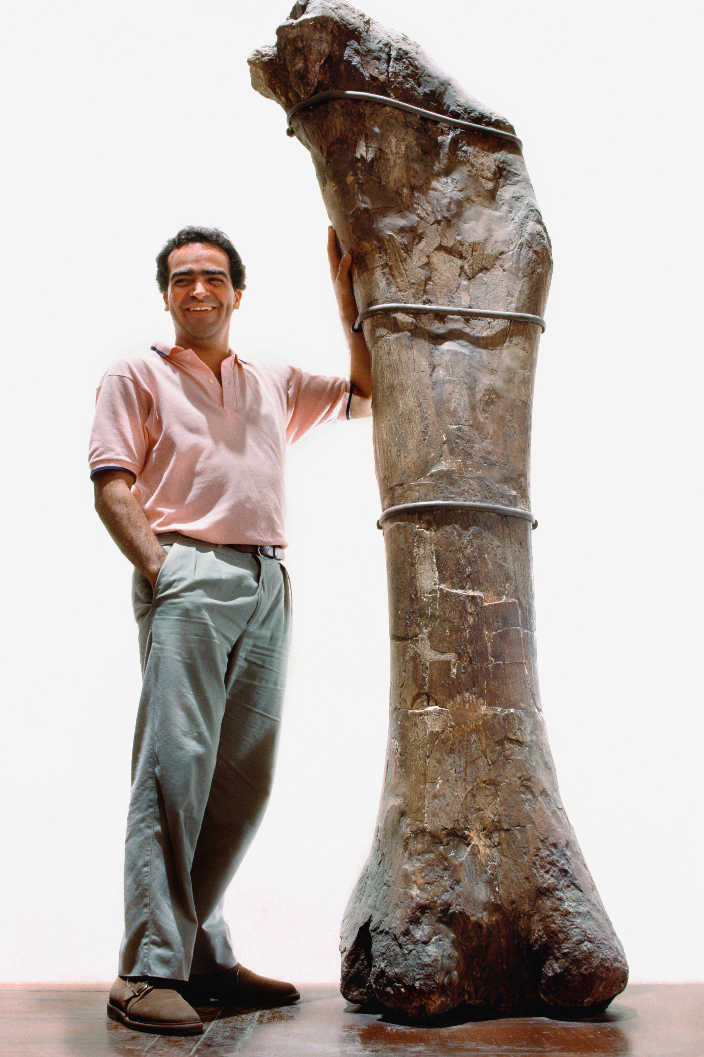 Sauropod thighbone