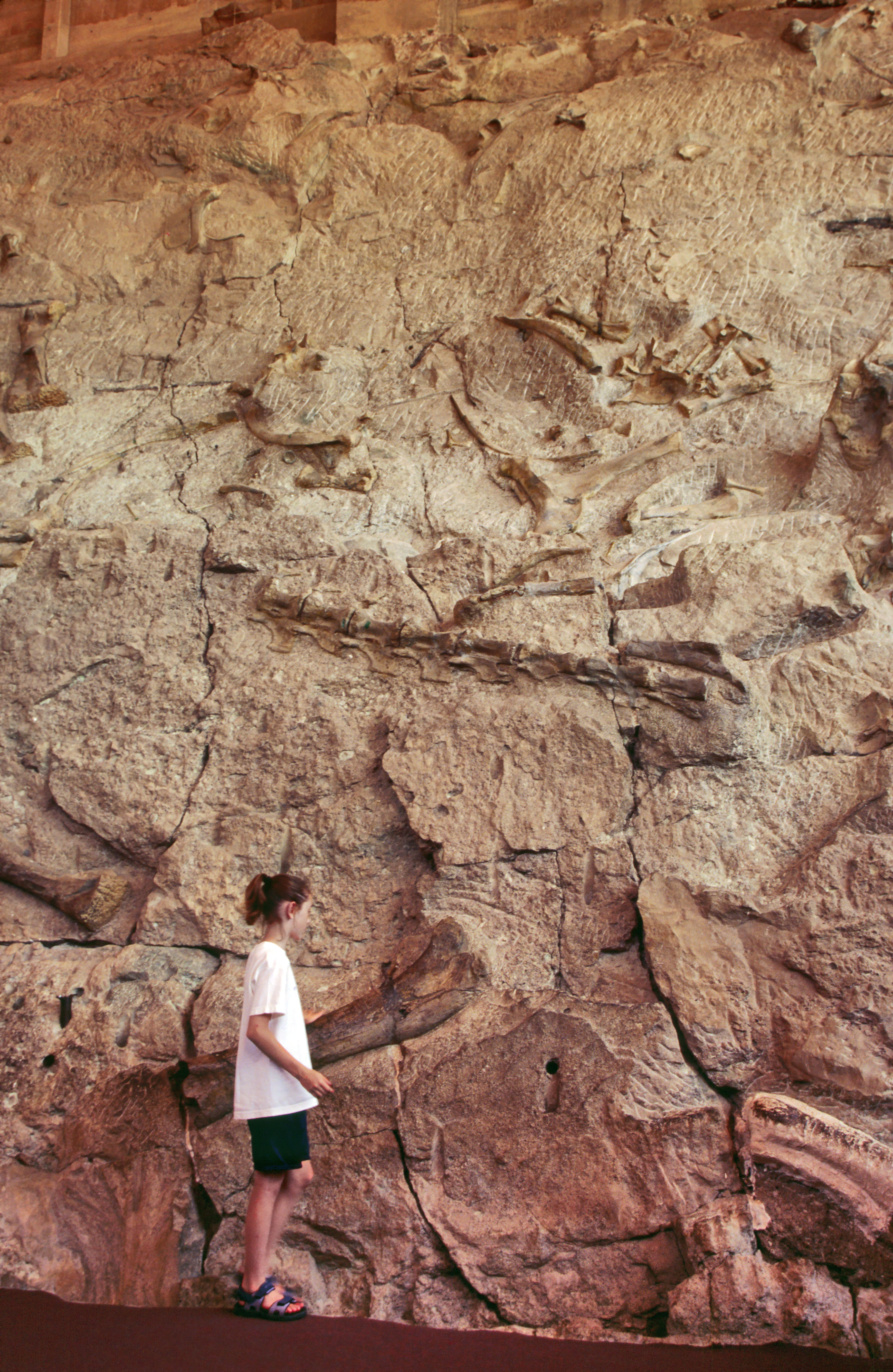 Fossils at Dinosaur National Monument