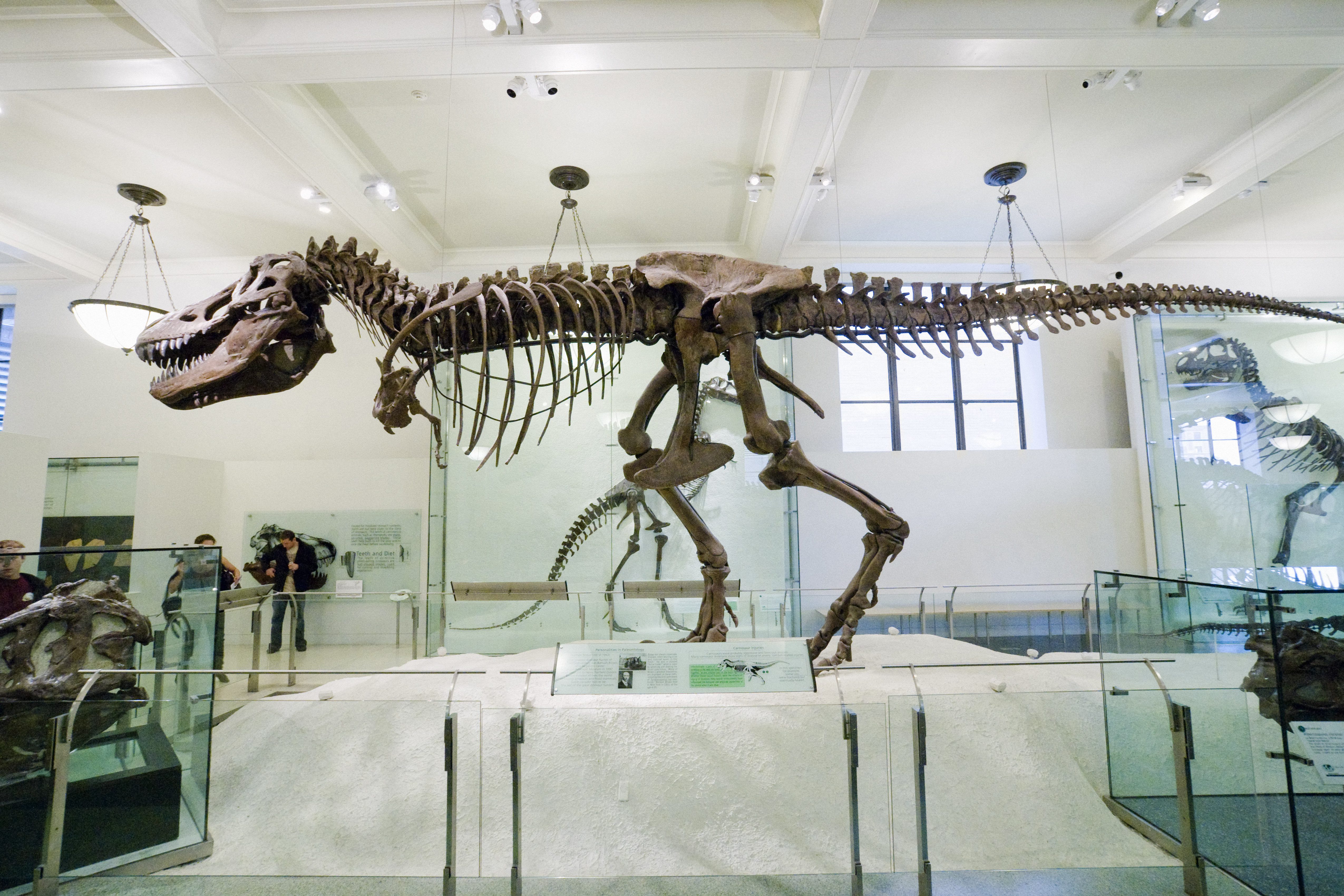 Dinosaur exhibit at the American Museum of Natural History in New York City