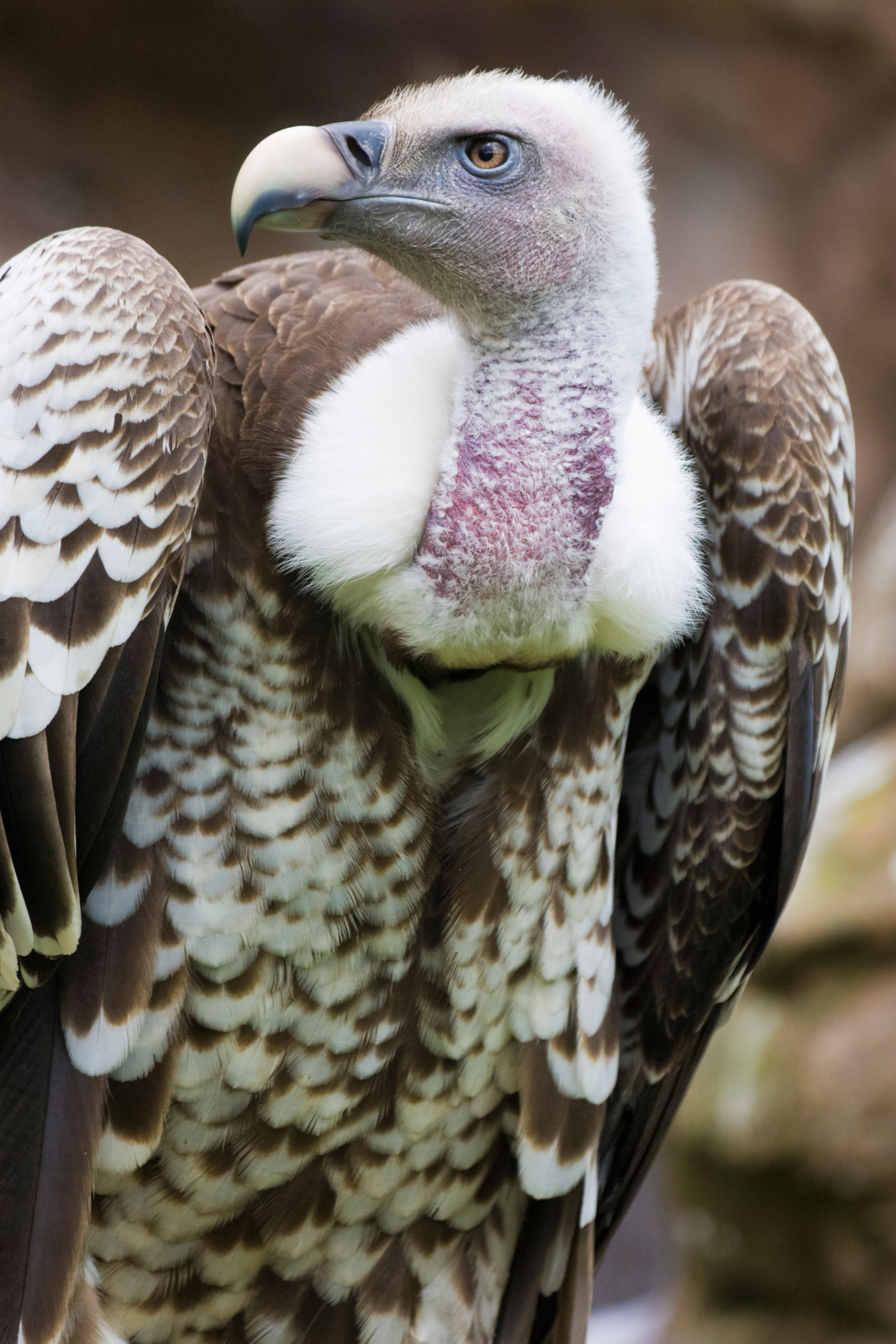 Rüppell's vulture