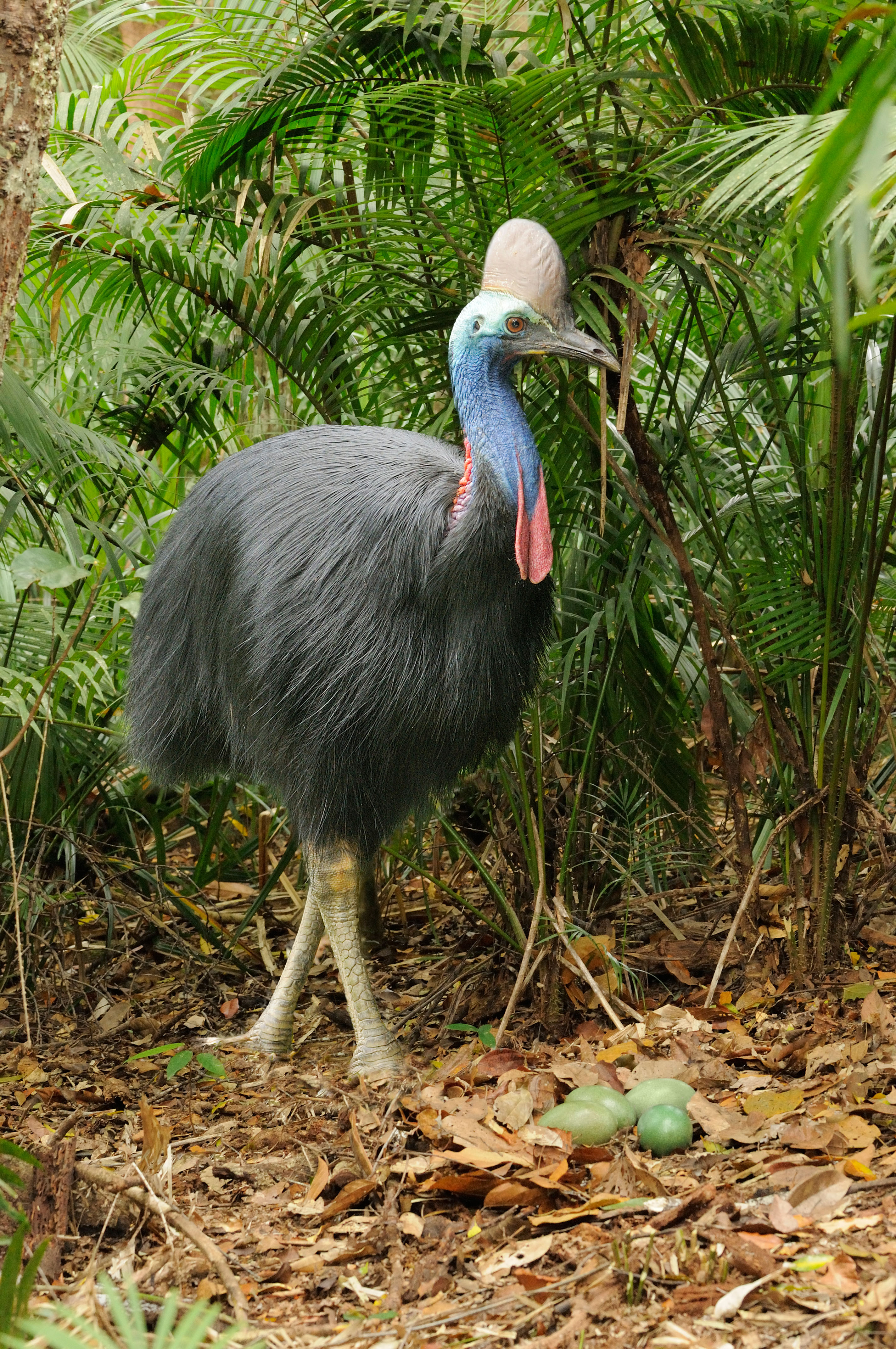 Cassowary