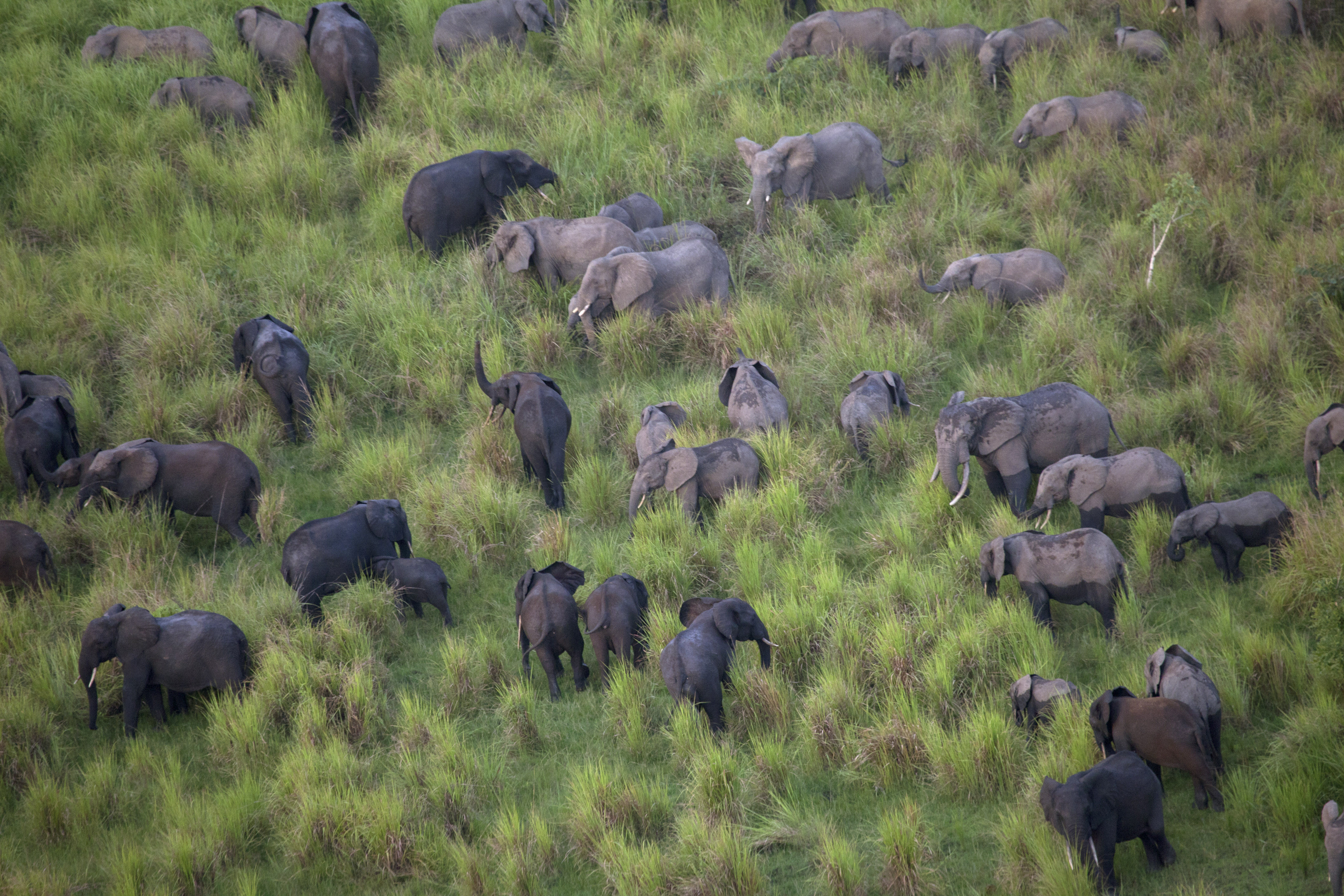 A group of elephants