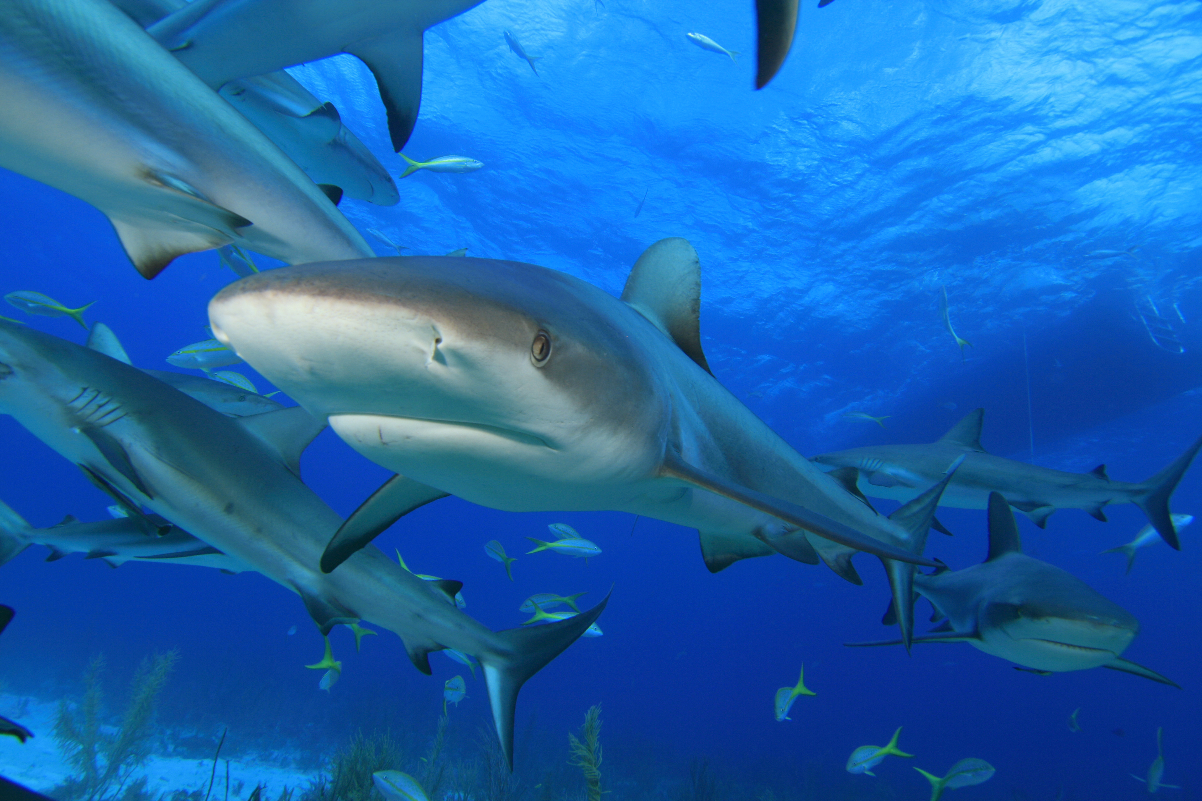 Caribbean reef sharks