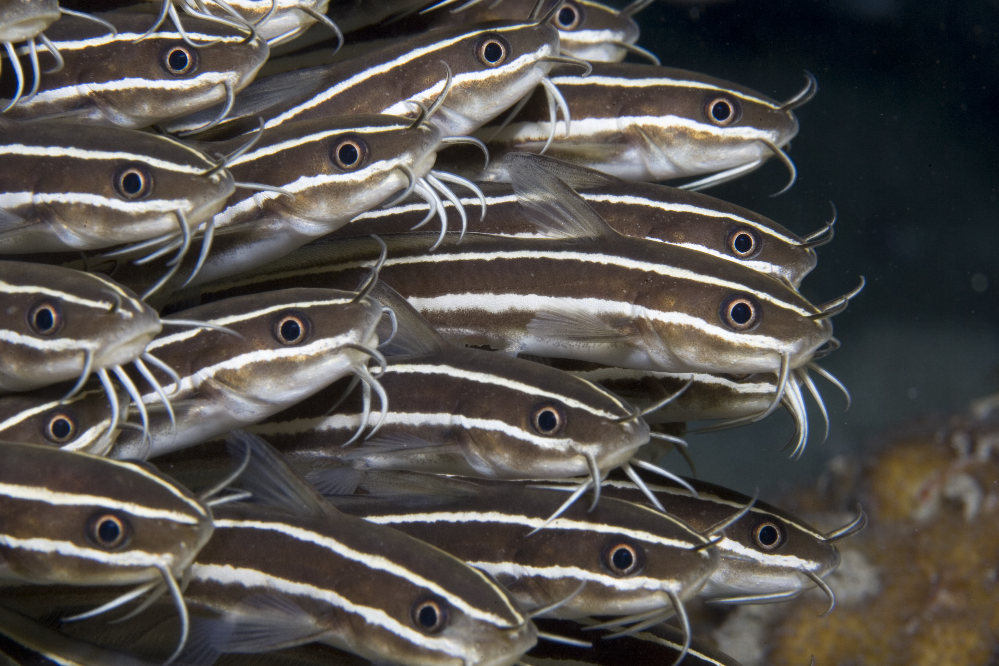 Striped coral catfish