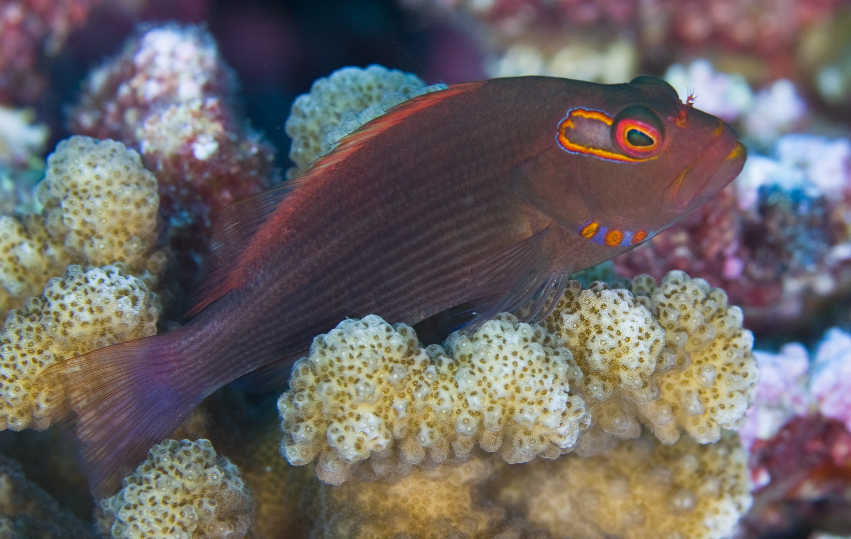 Arc-eye hawkfish