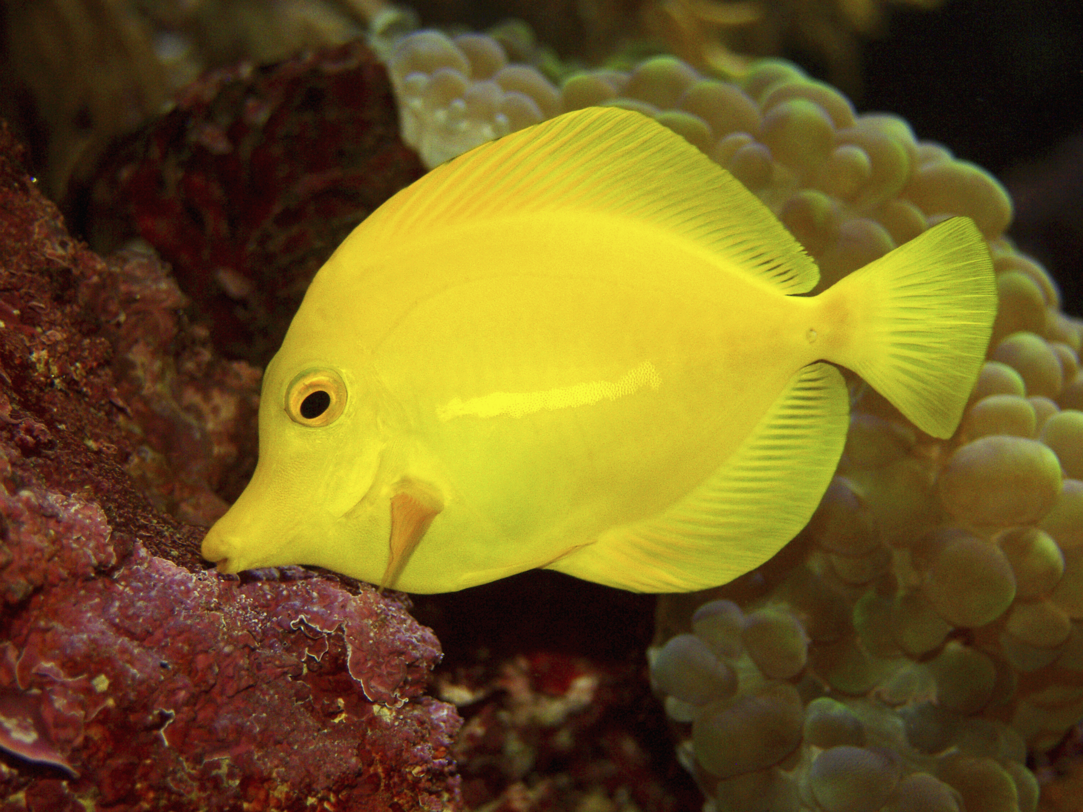 Yellow tang