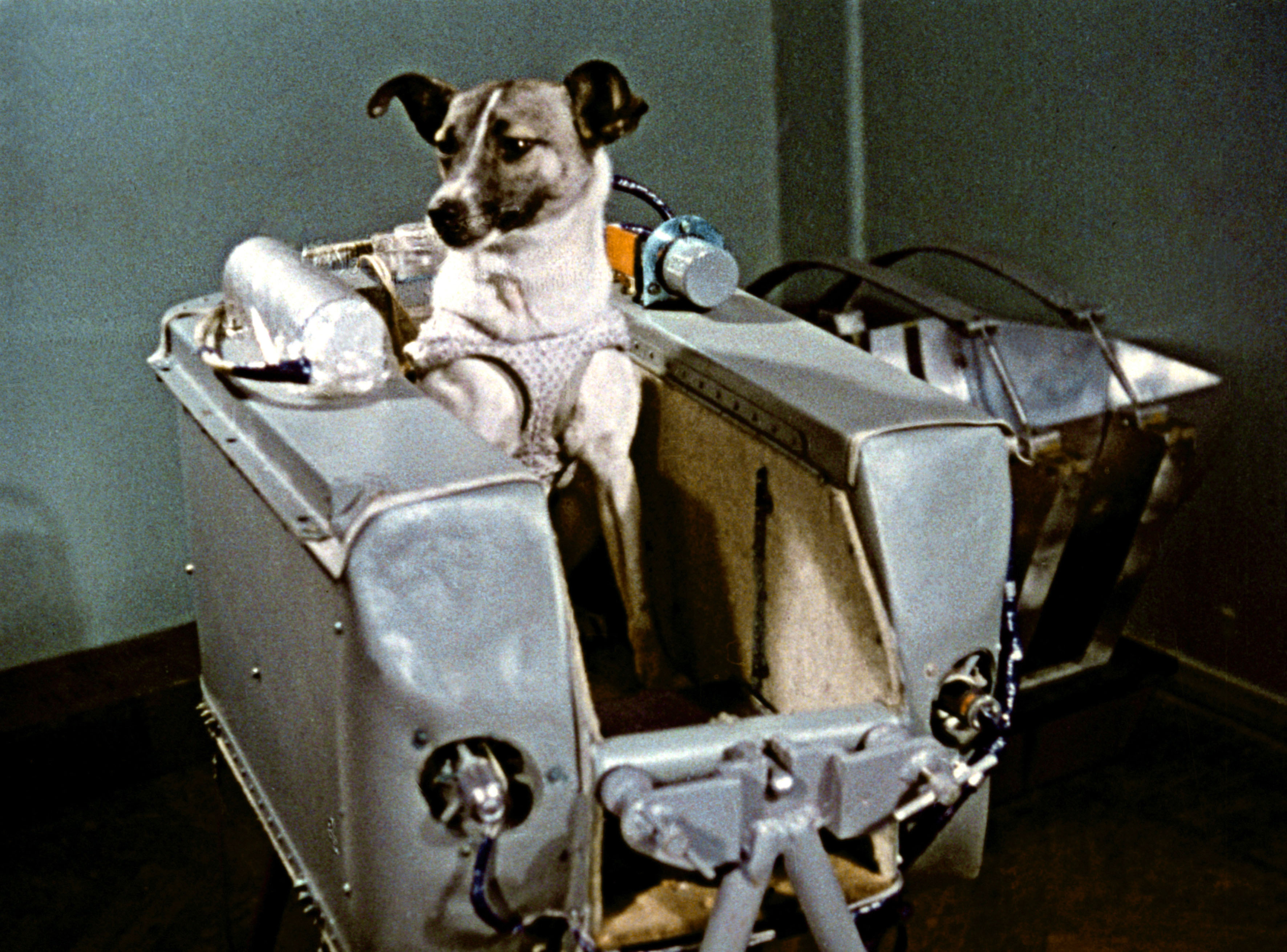 Laika the dog, the first animal launched into orbit