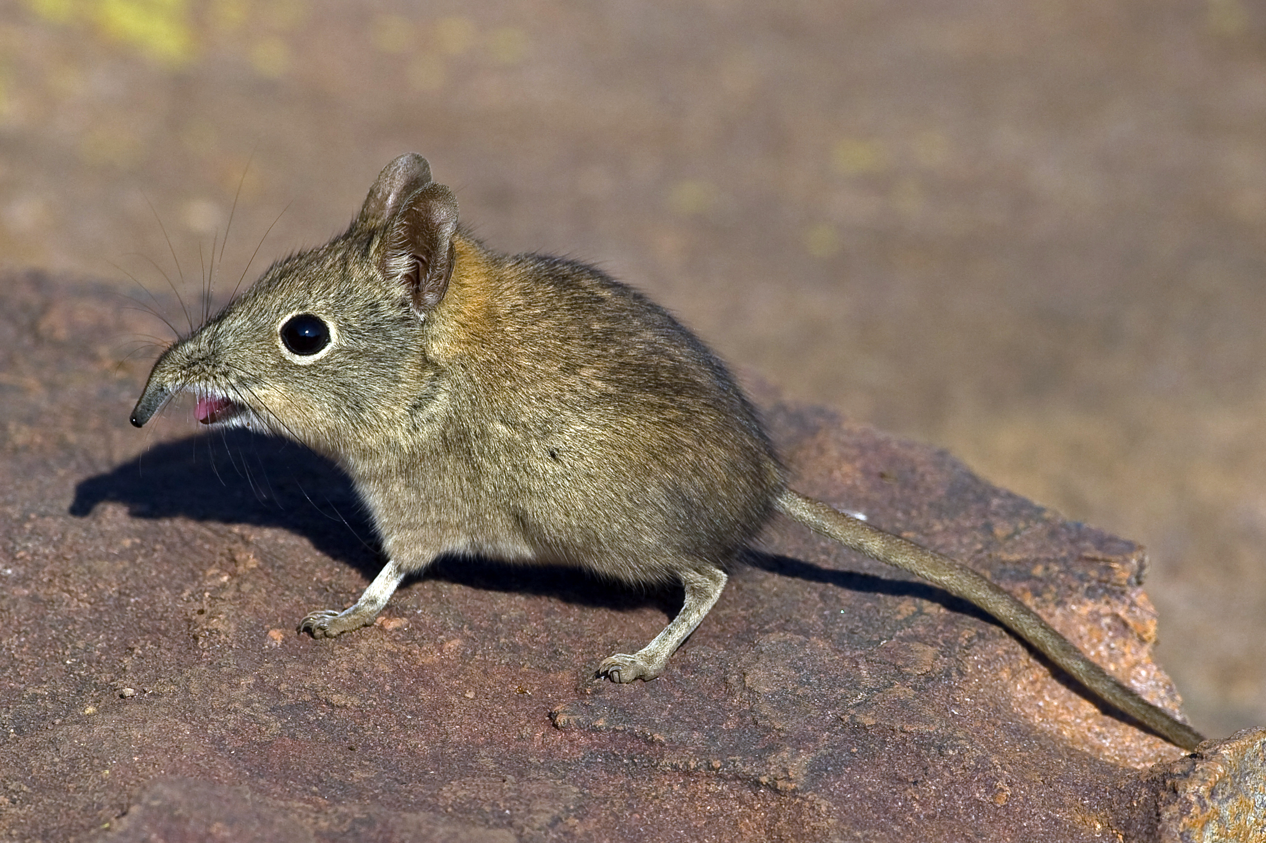 Elephant shrew