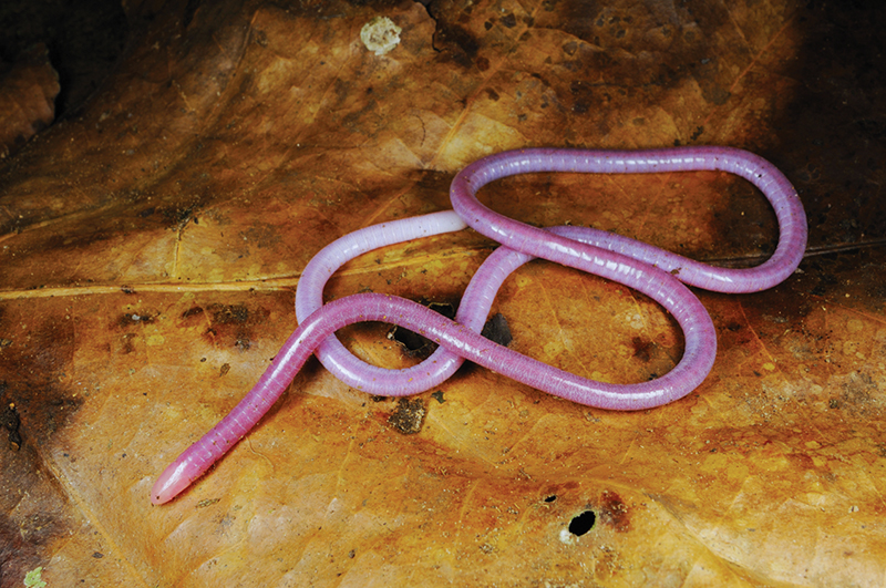 Caecilian