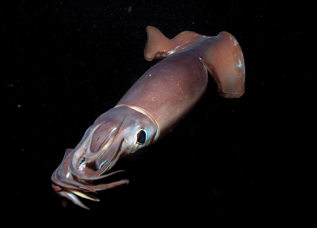 Humboldt squid