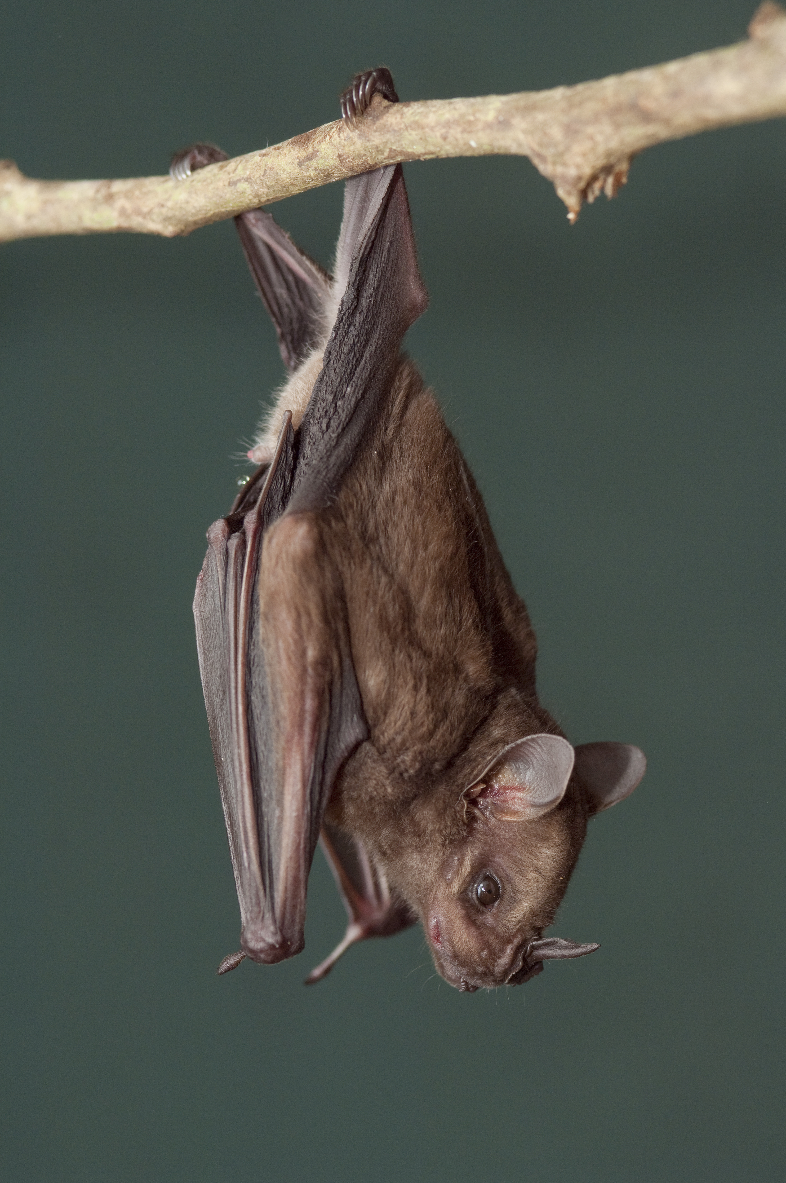 Leaf-nosed bat