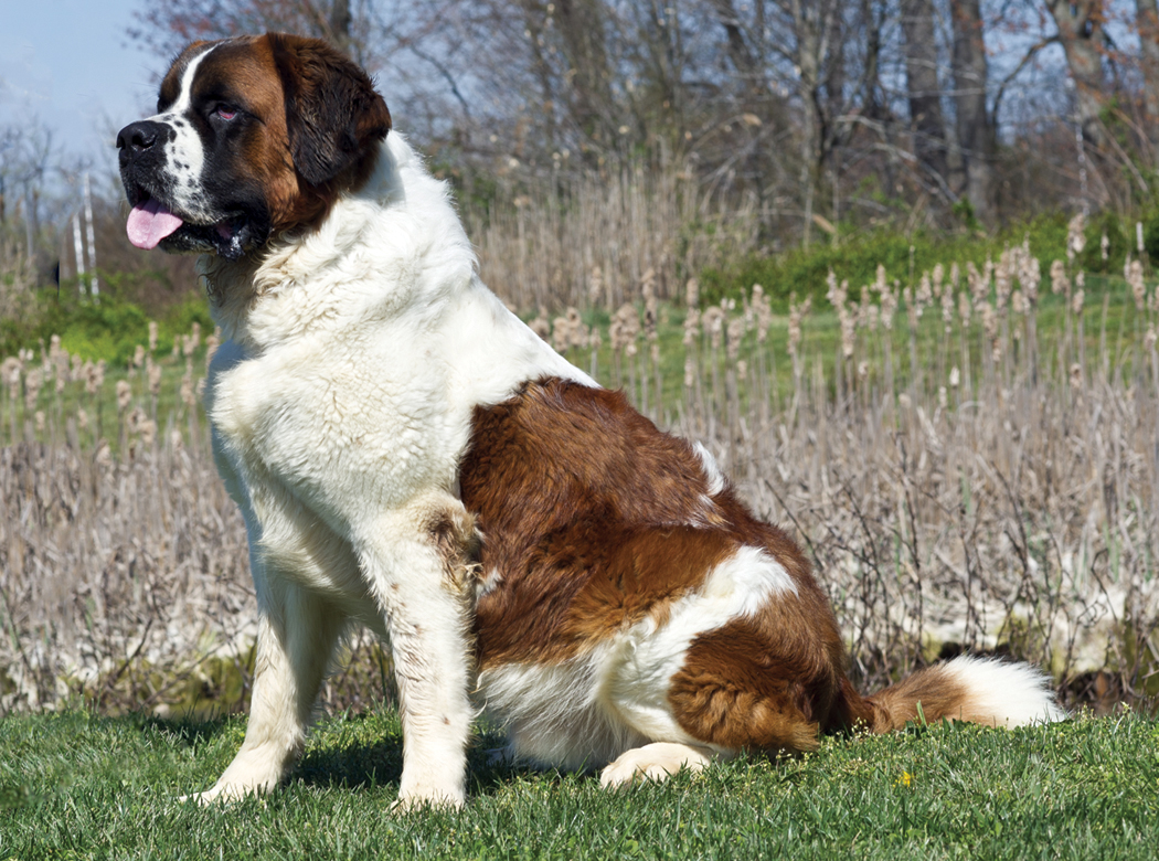 Saint Bernard